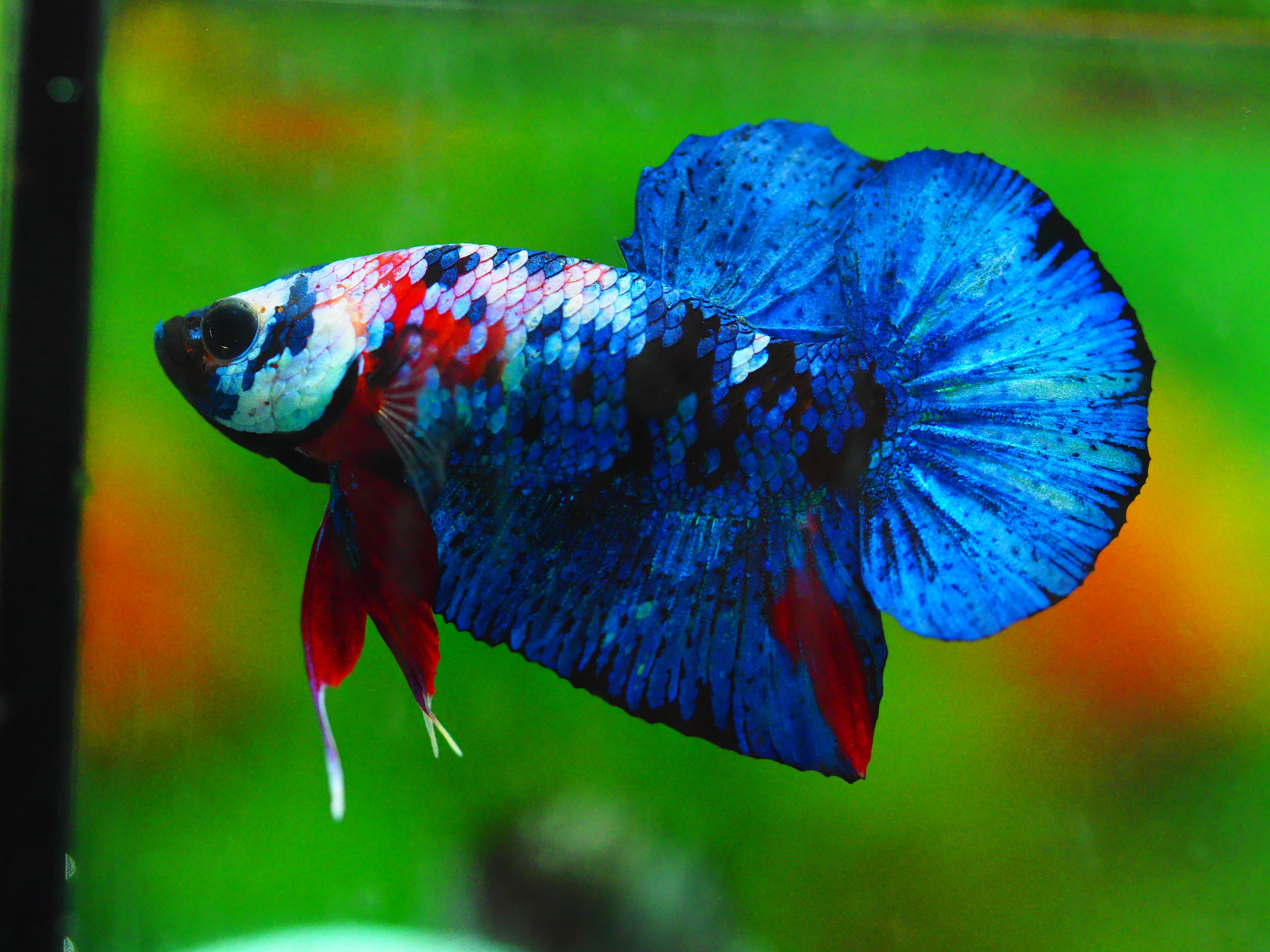 HMPK KOI GALAXY MALE GRADE A +++