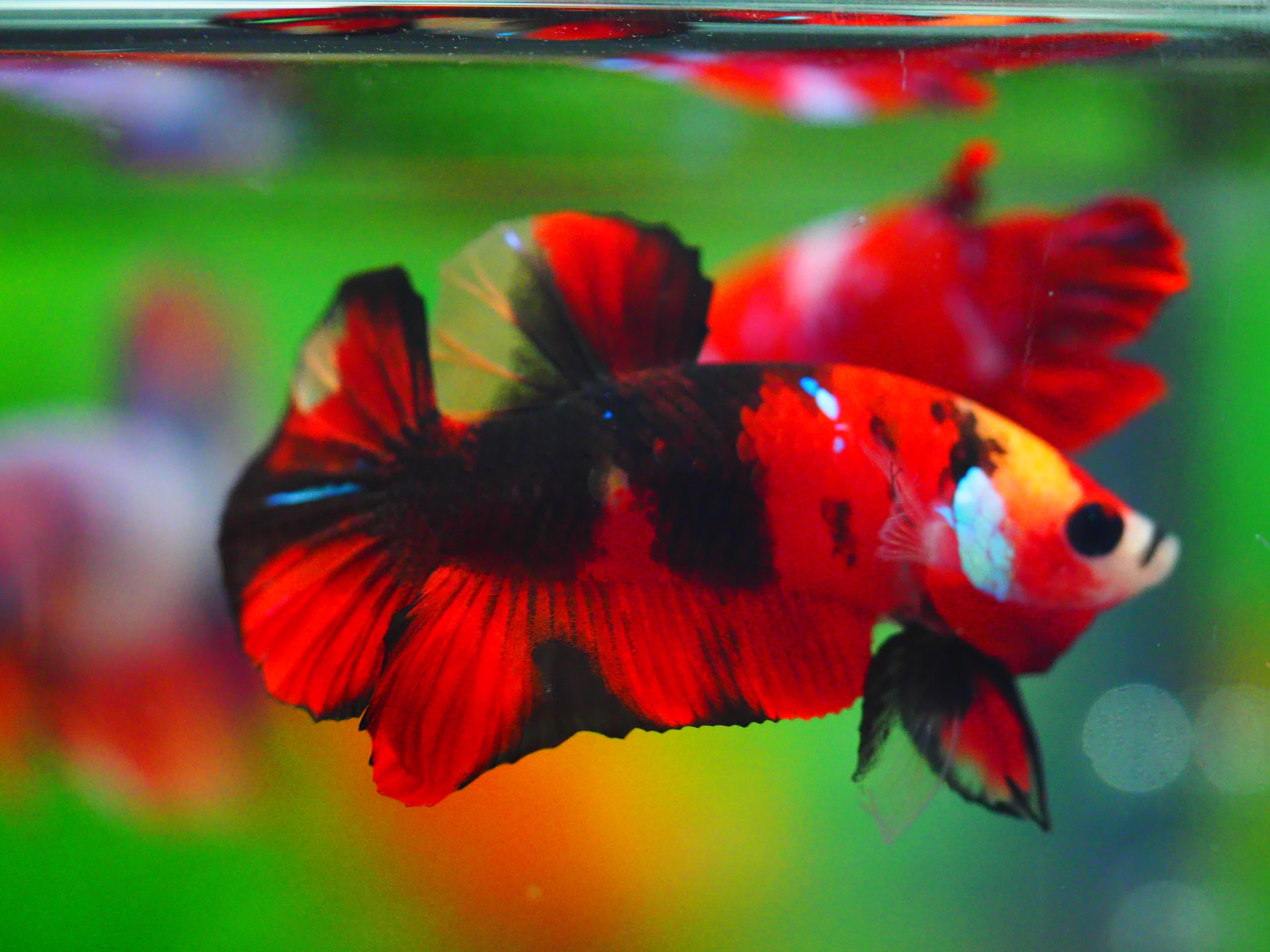 HMPK KOI GALAXY MALE GRADE A +++