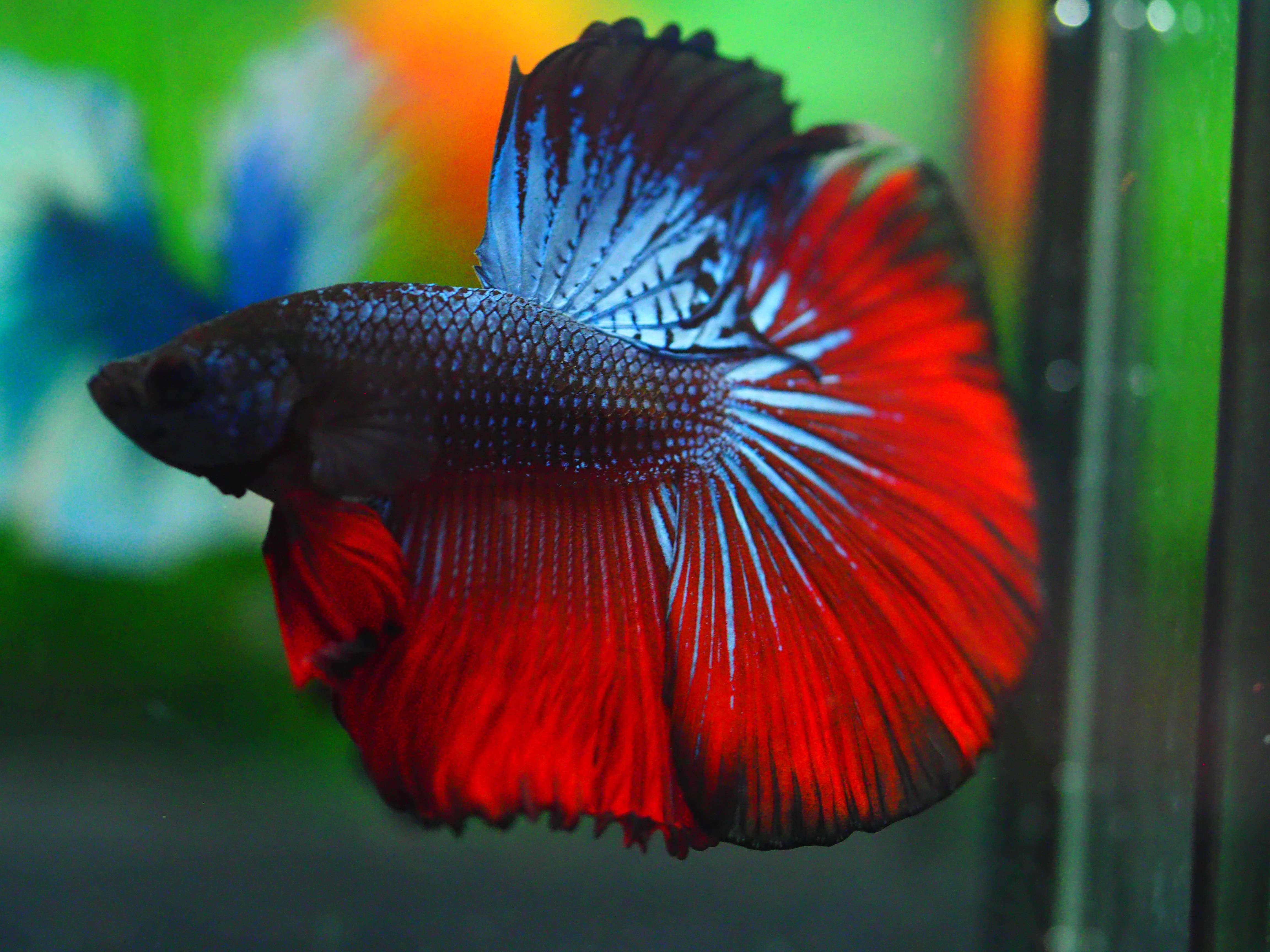 HM FANCY MALE GRADE A +++