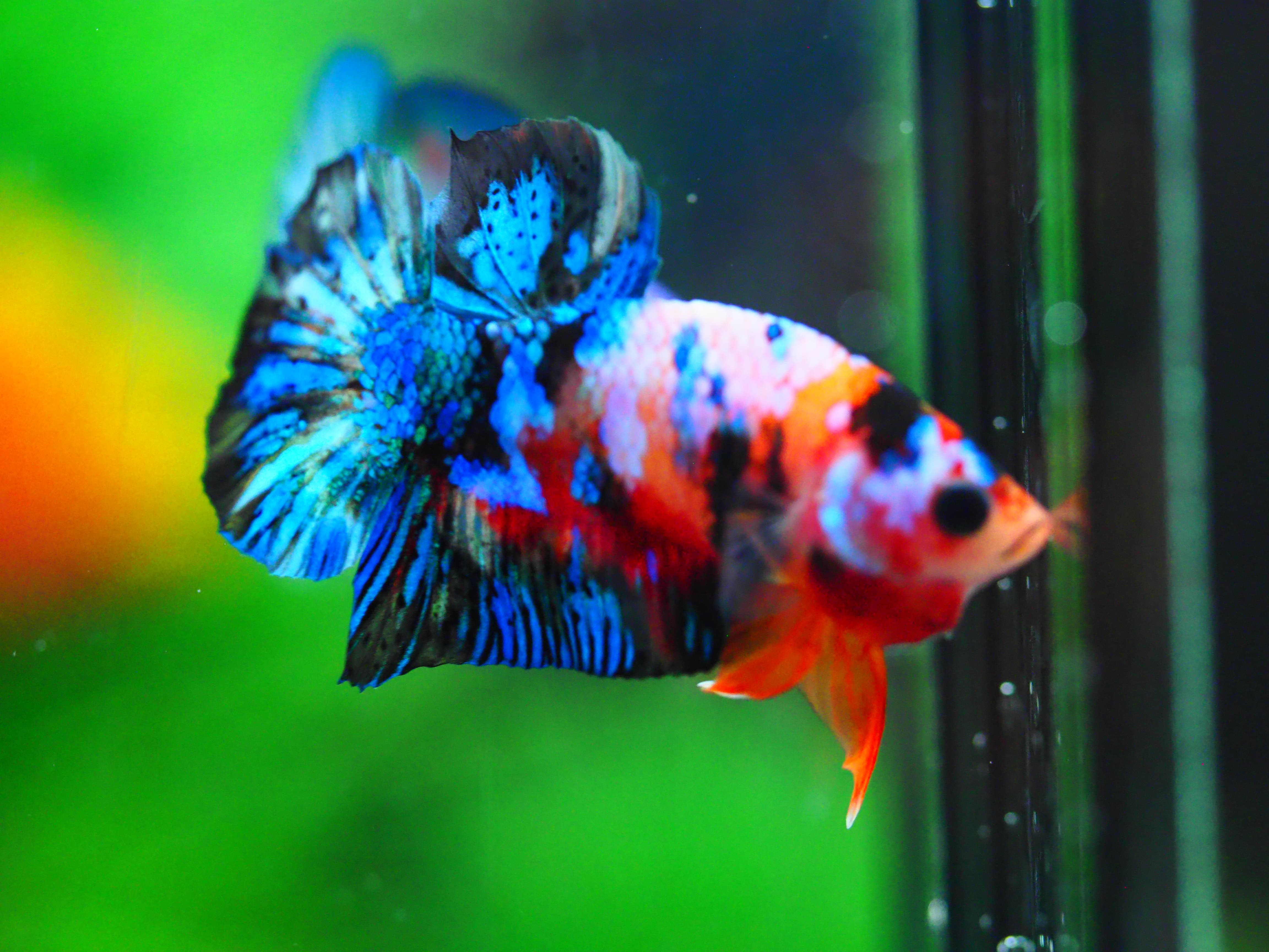 HMPK KOI GALAXY MALE GRADE A +++