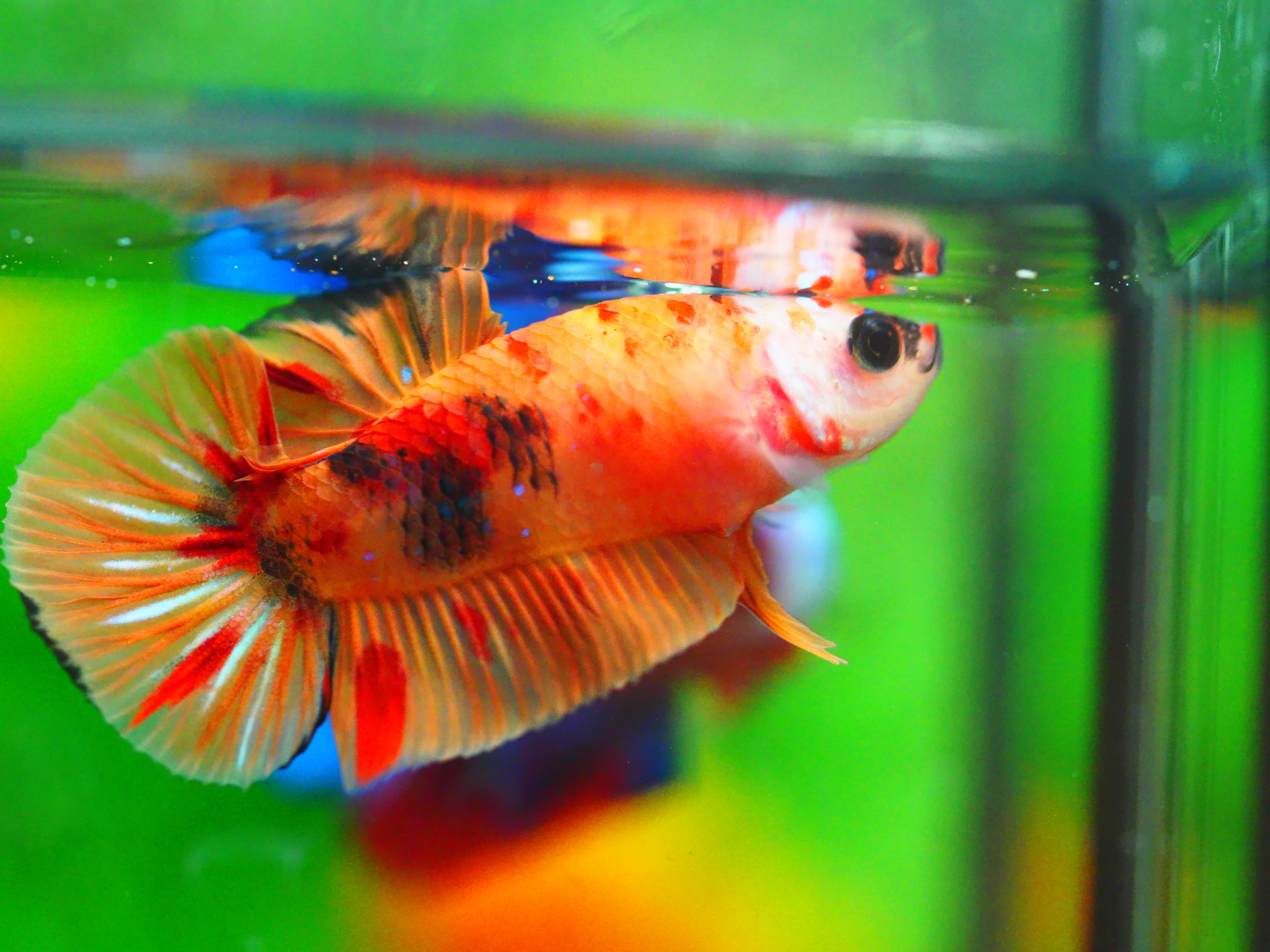 HMPK NEMO MALE GRADE A +++