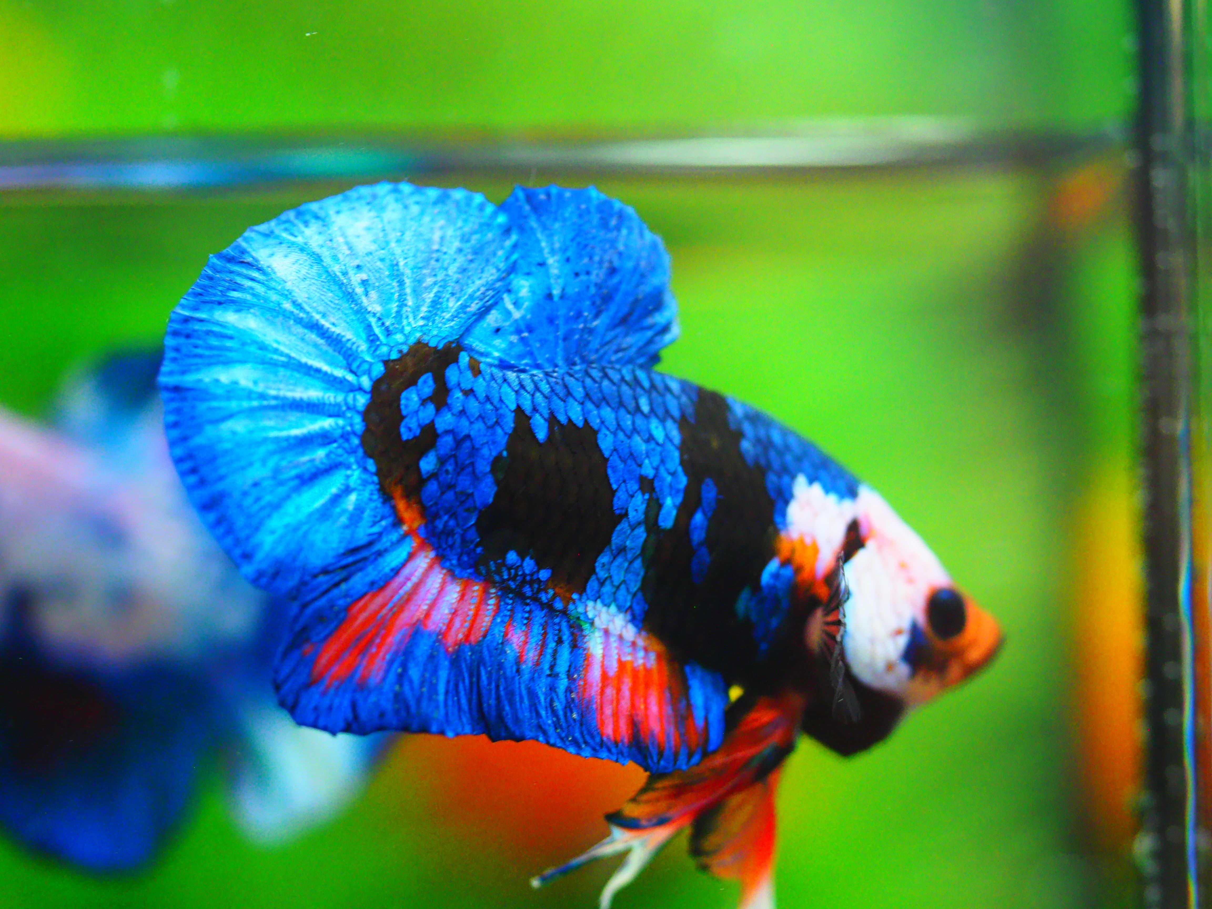 HMPK KOI GALAXY MALE GRADE A +++