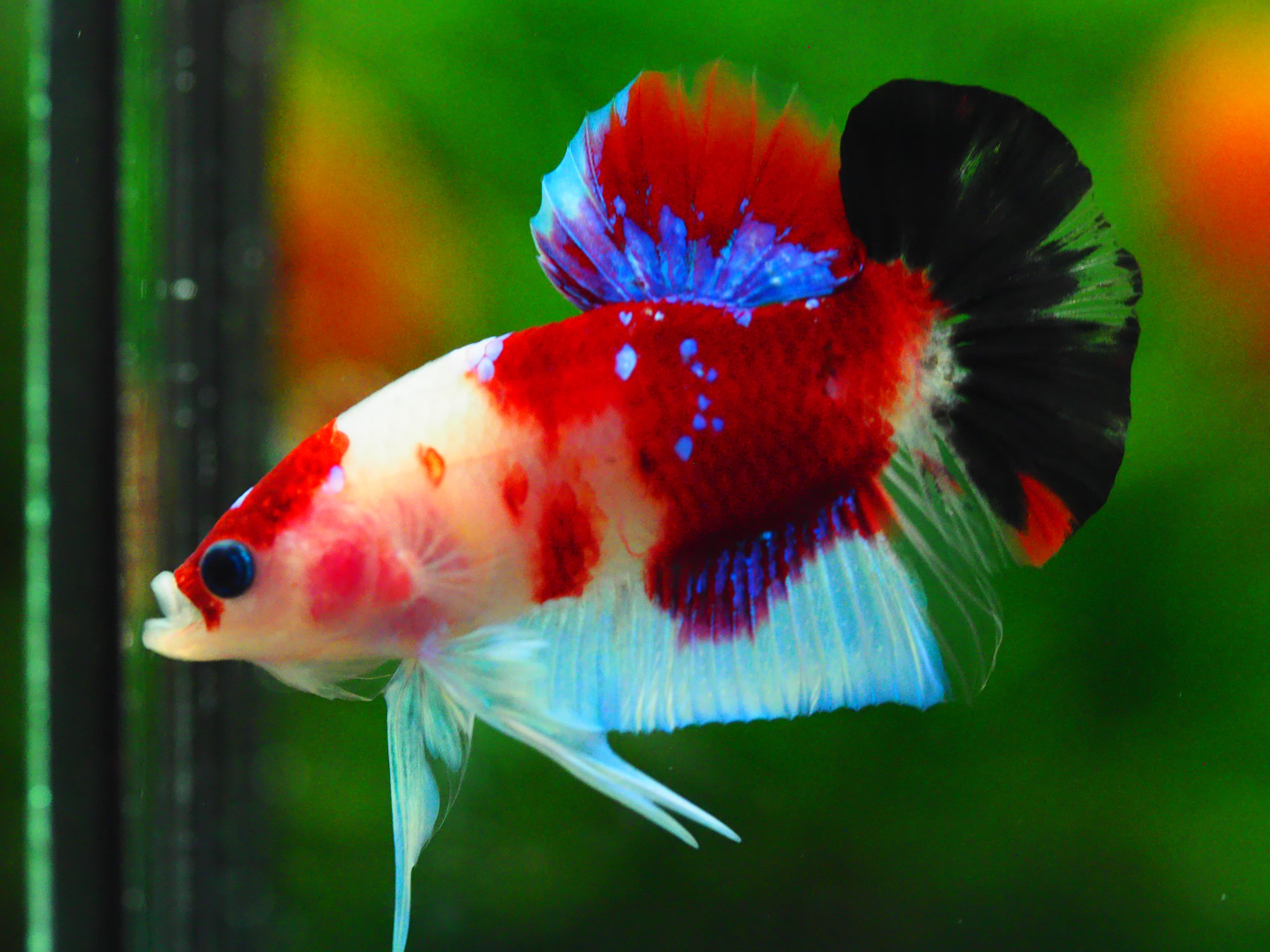 HMPK KOI GALAXY MALE GRADE A +++