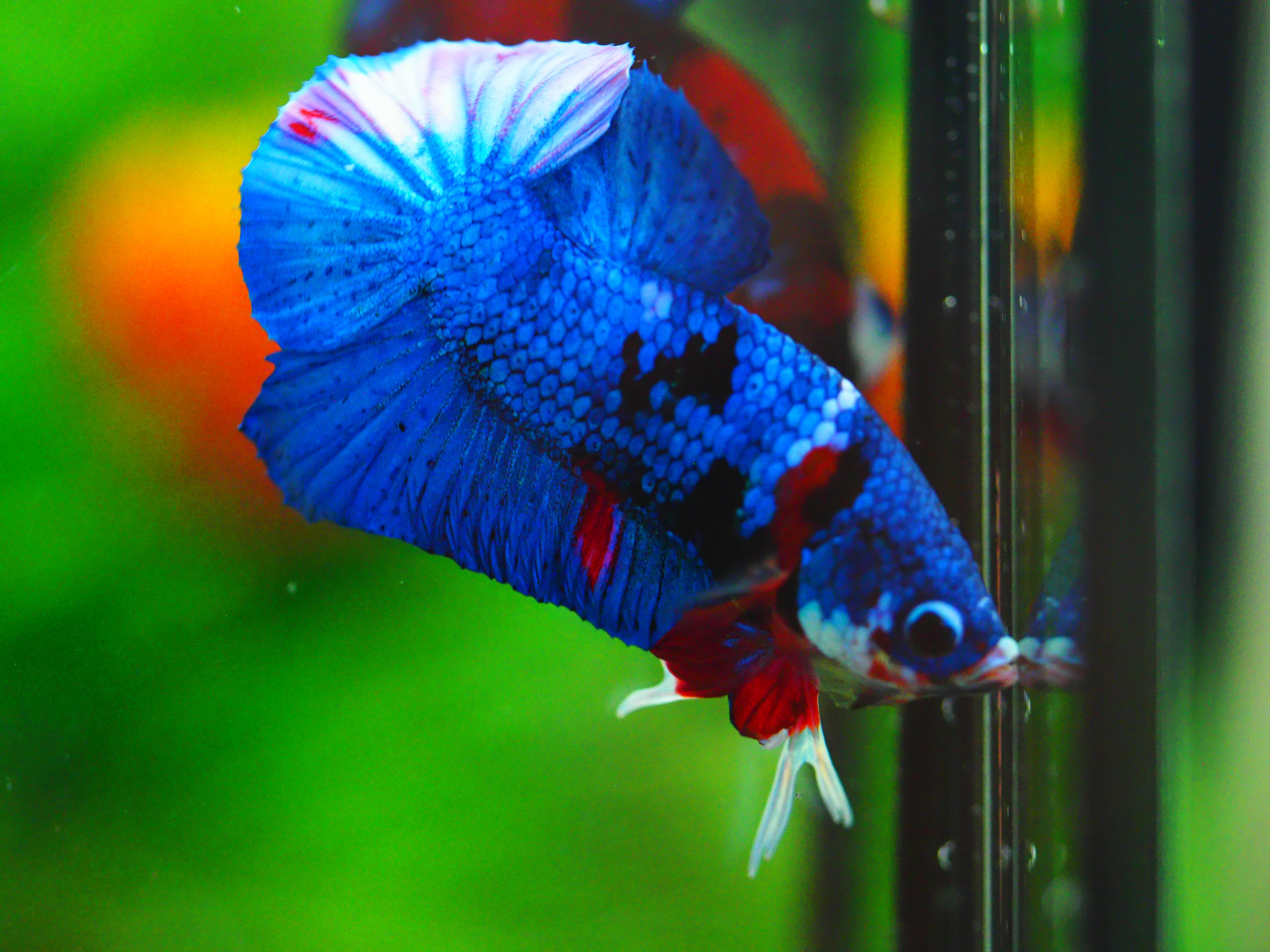 HMPK KOI GALAXY MALE GRADE A +++