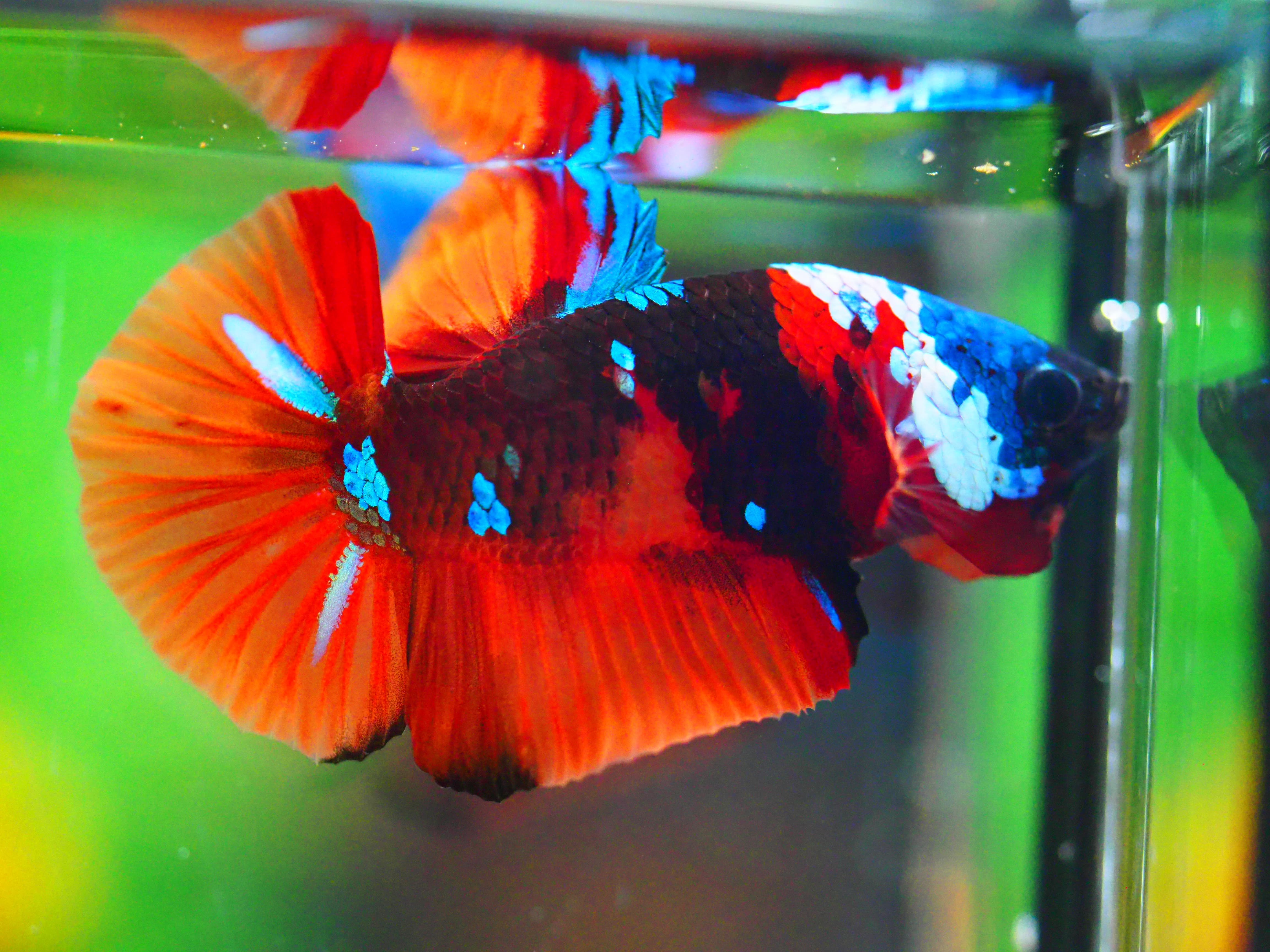 HMPK NEMO GALAXY MALE ไม่มีตะเกียบ ผลลั