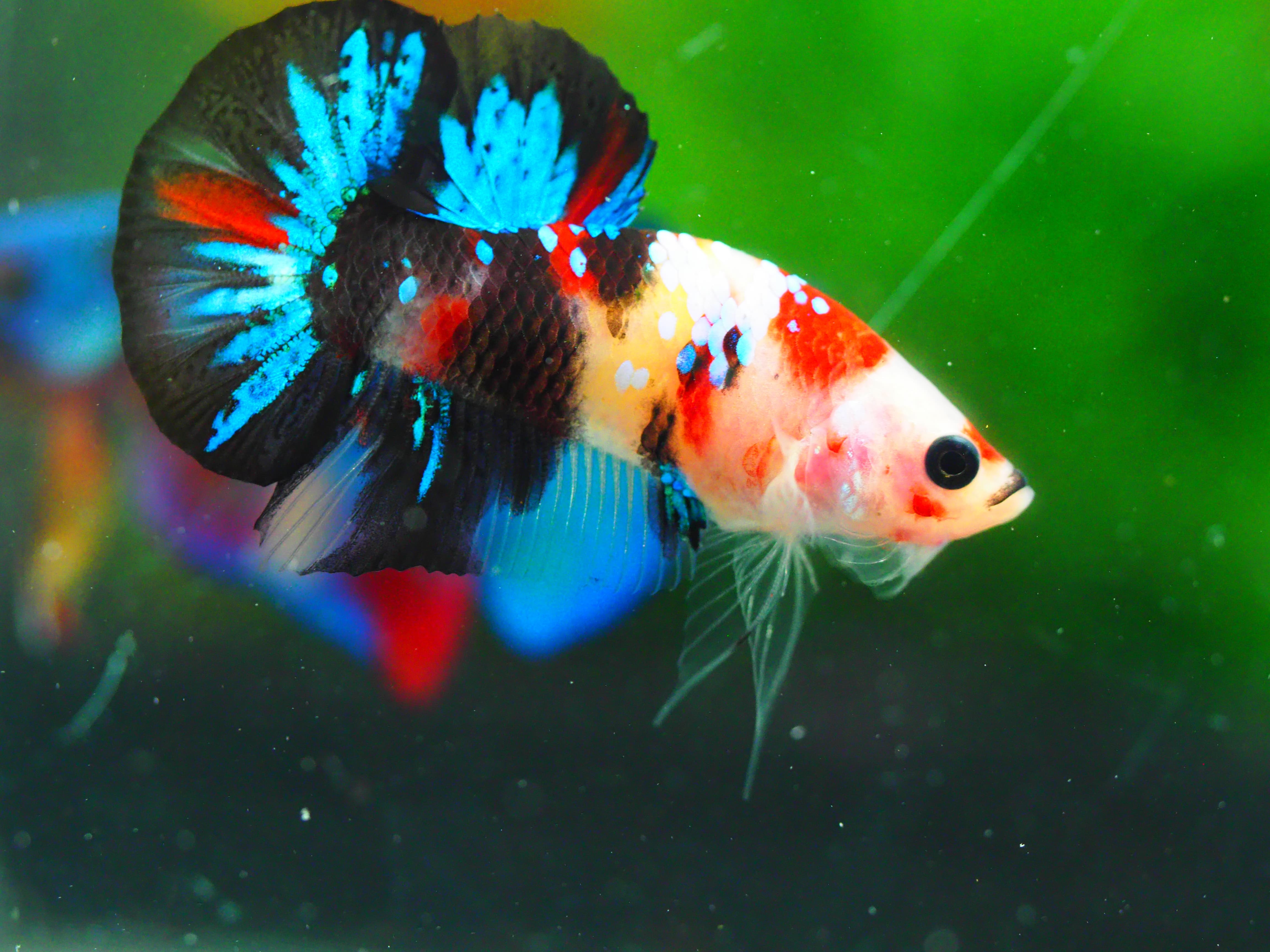 HMPK KOI GALAXY MALE GRADE A +++เด็ก