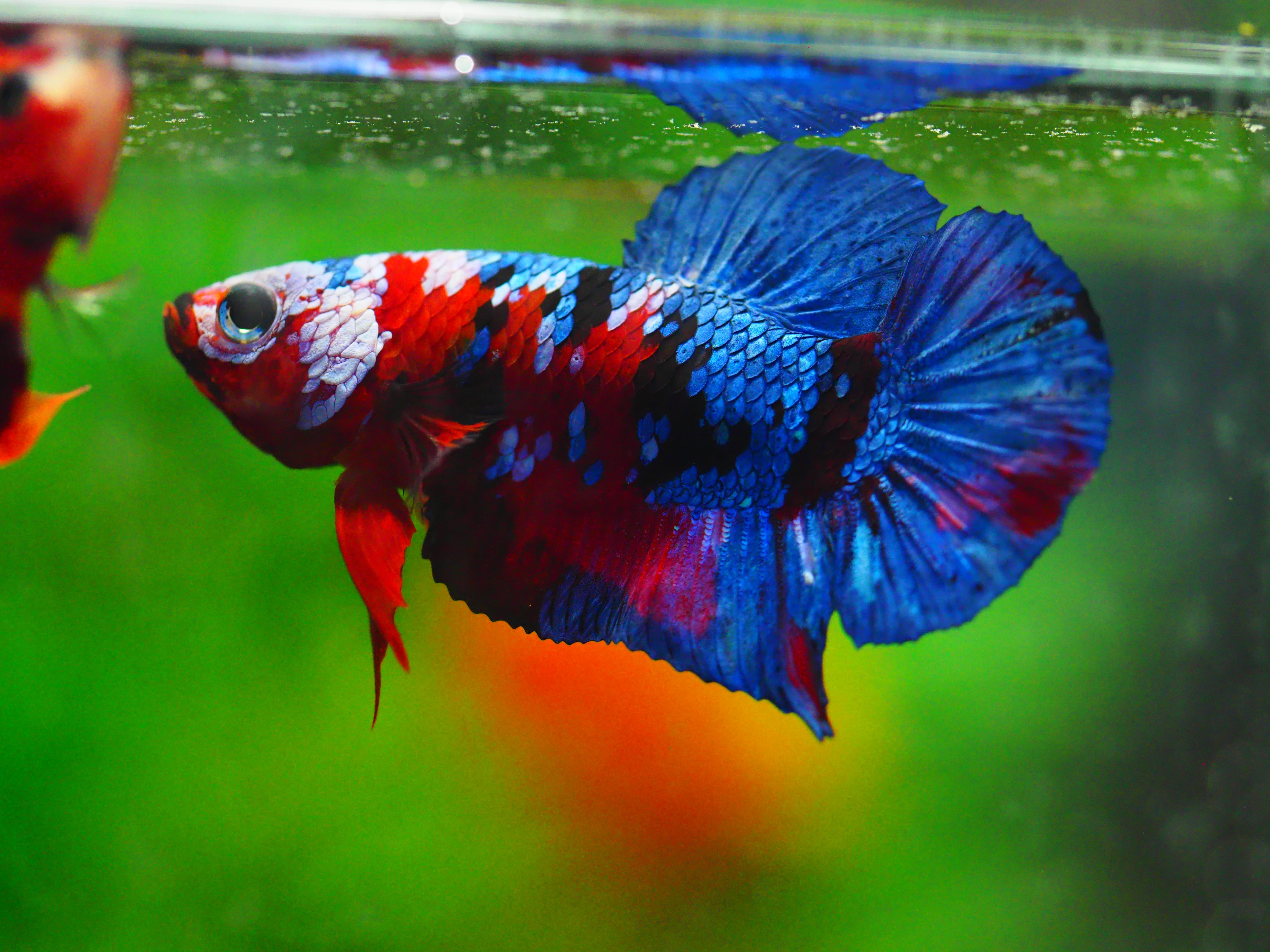 HMPK KOI GALAXY MALE GRADE A +++