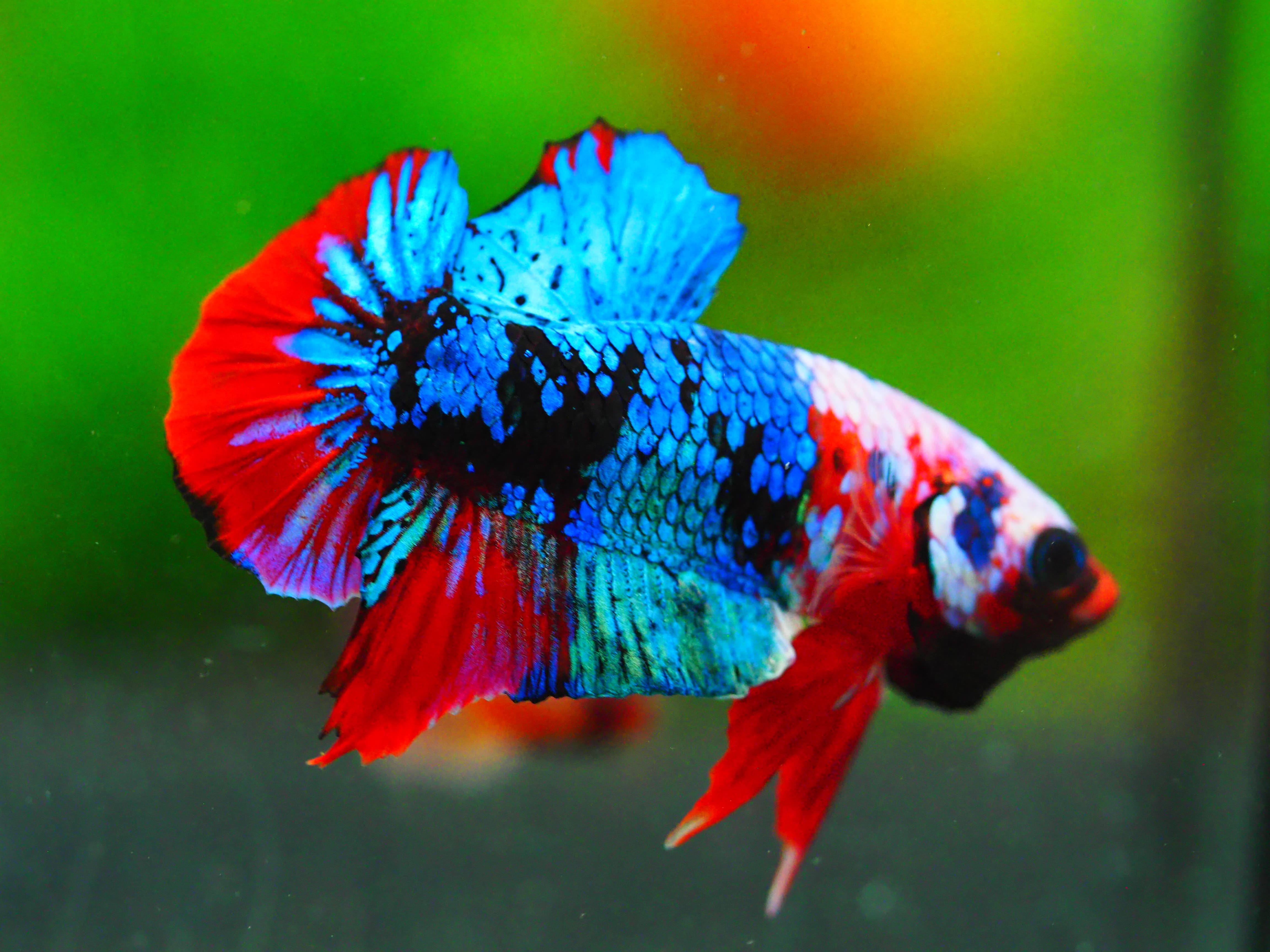 HMPK KOI GALAXY MALE GRADE A +++