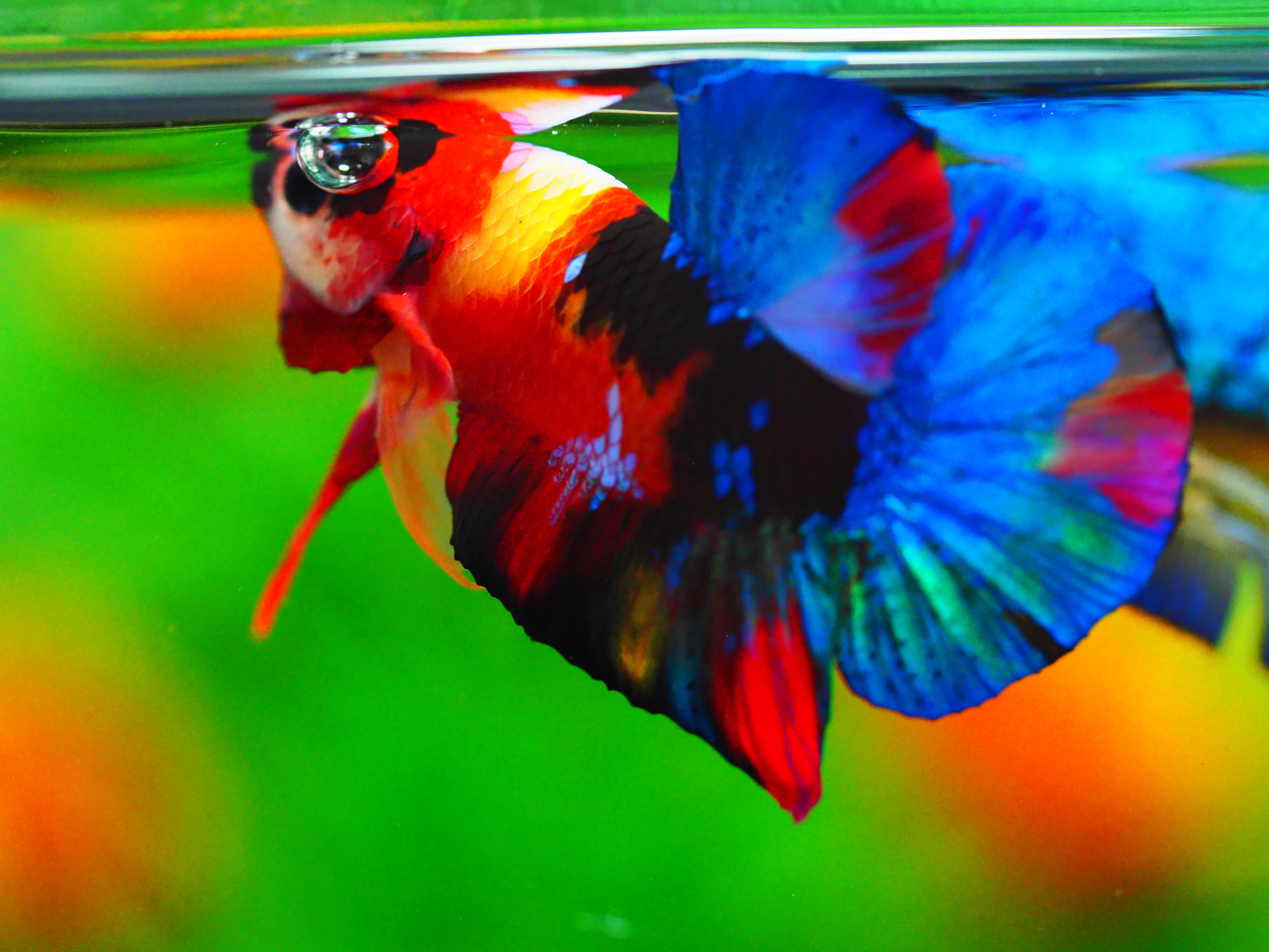 HMPK NEMO GALAXY MALE GRADE A +++