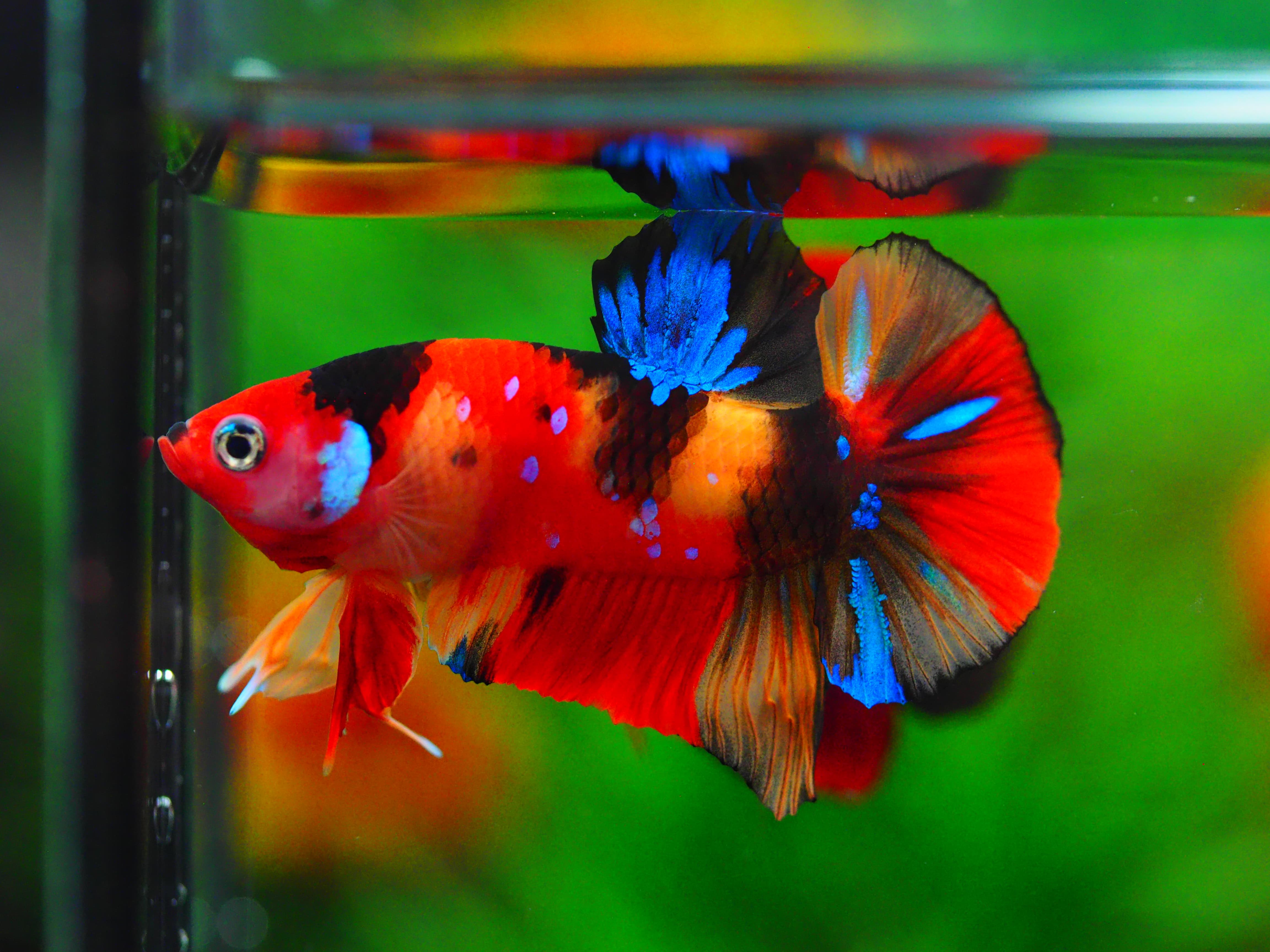 HMPK NEMO GALAXY MALE GRADE A+++