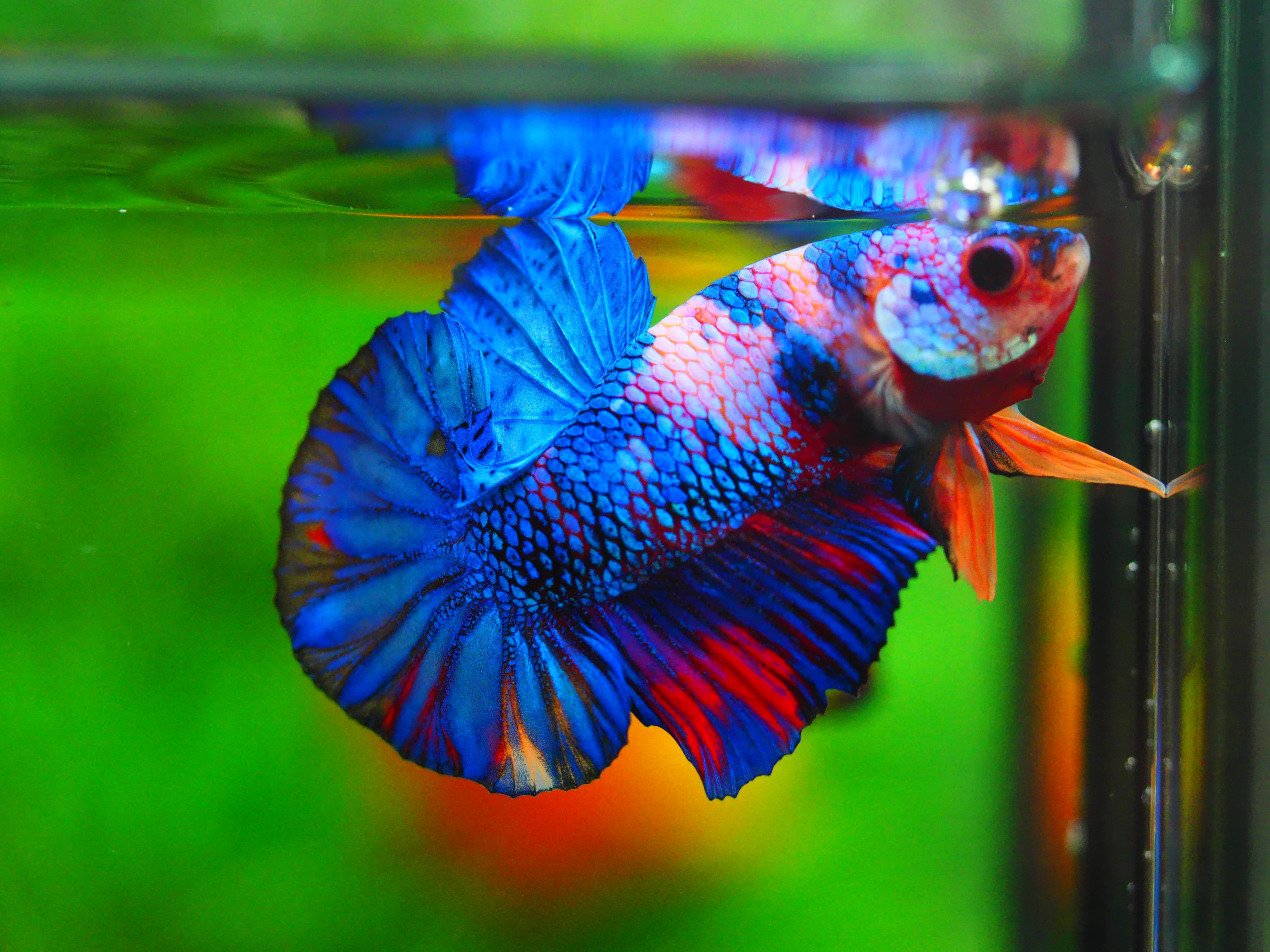 HMPK KOI GALAXY MALE GRADE A++