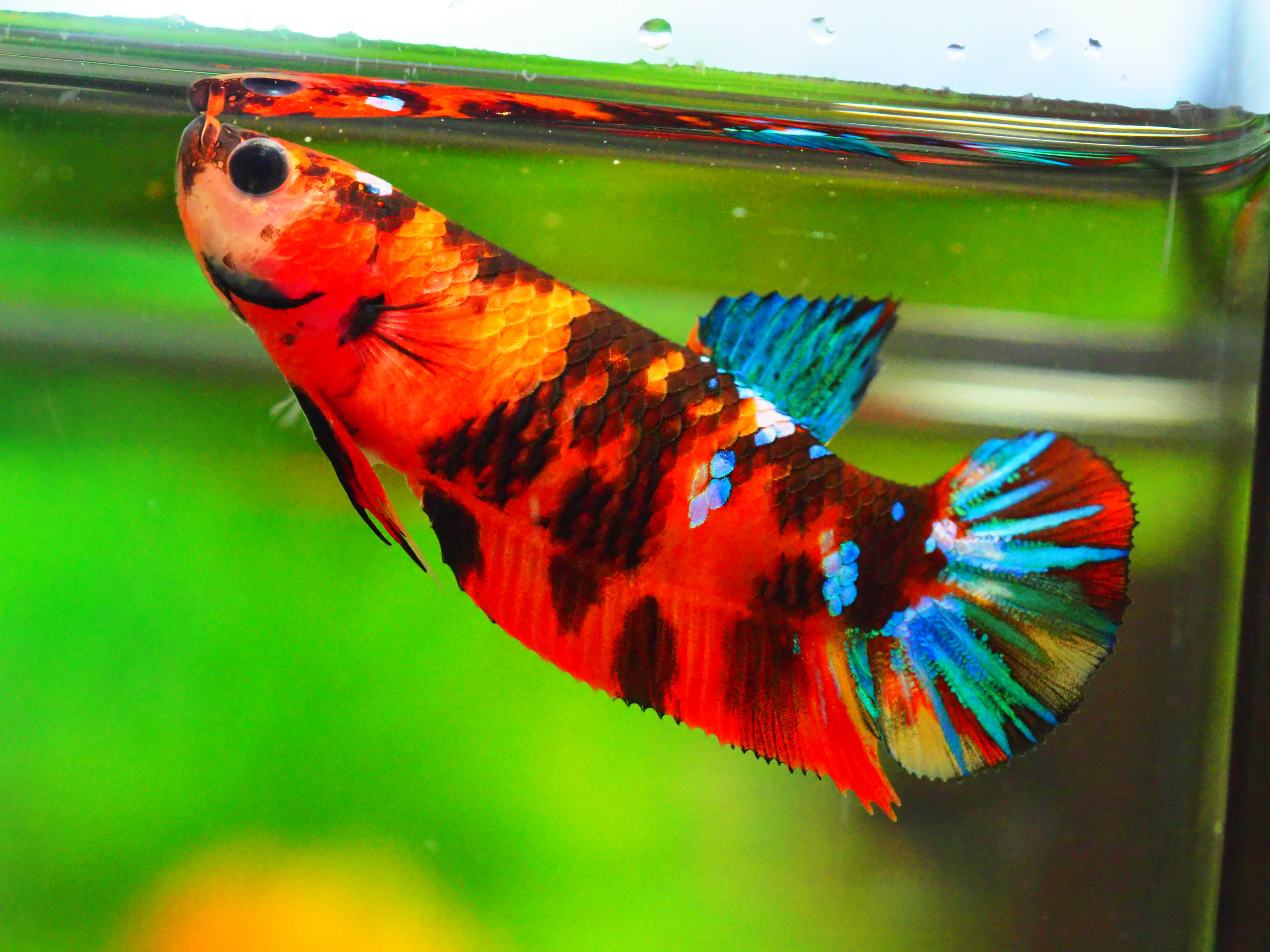 HMPK KOI GALAXY FNMALE GRADE A +++