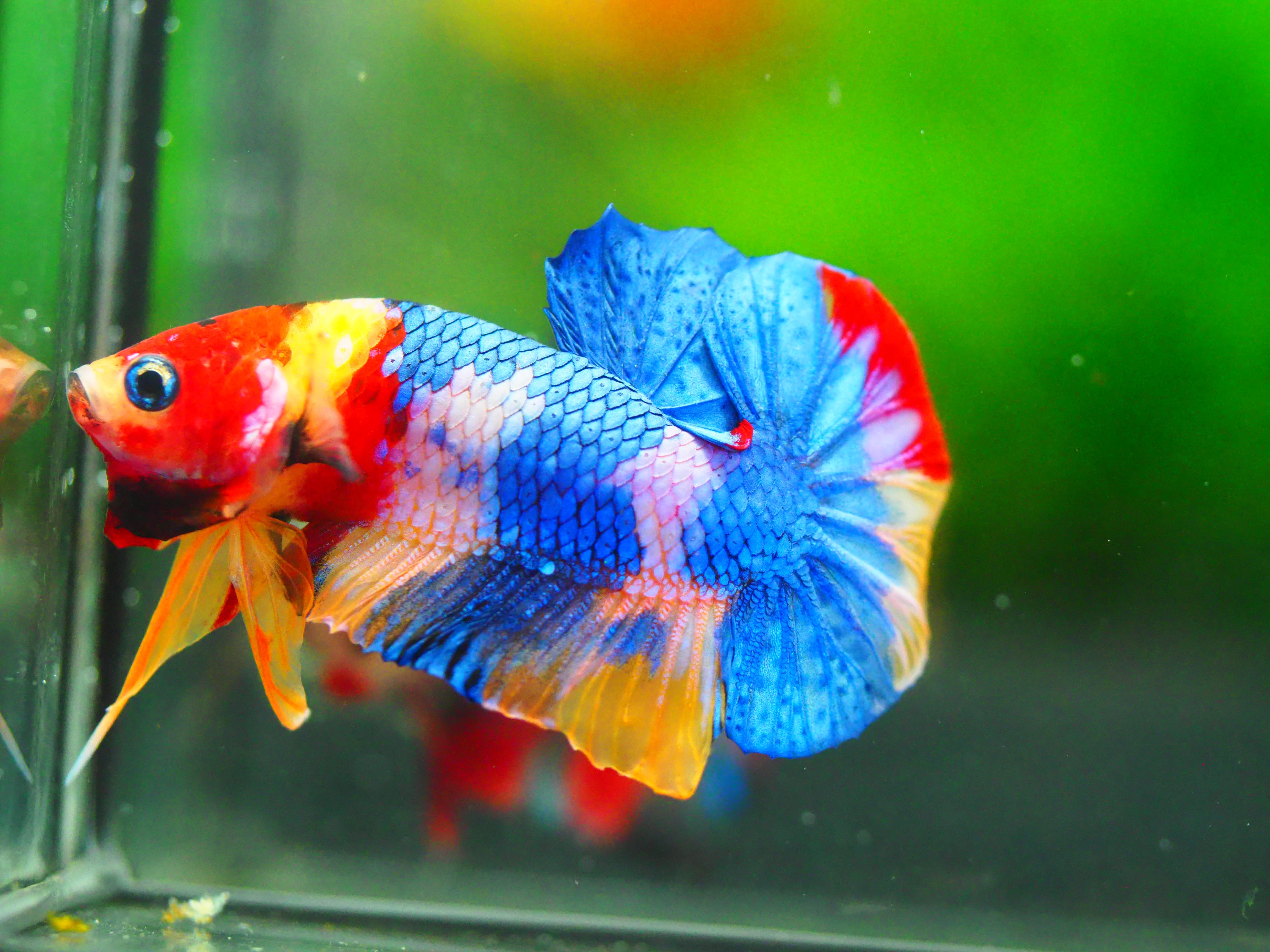 HMPK Multicolor MALE GRADE A +++
