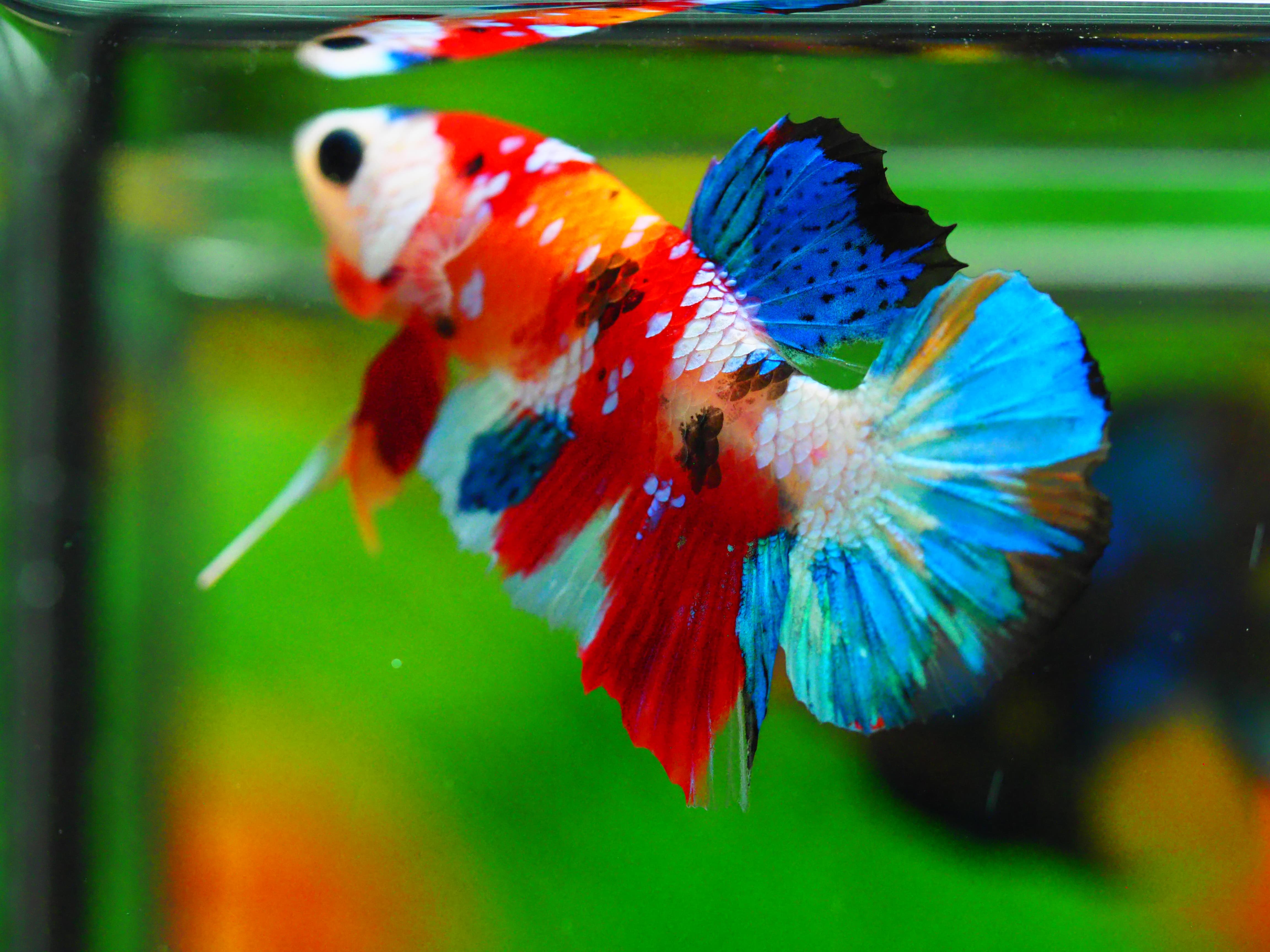 HMPK KOI GALAXY MALE GRADE A +++