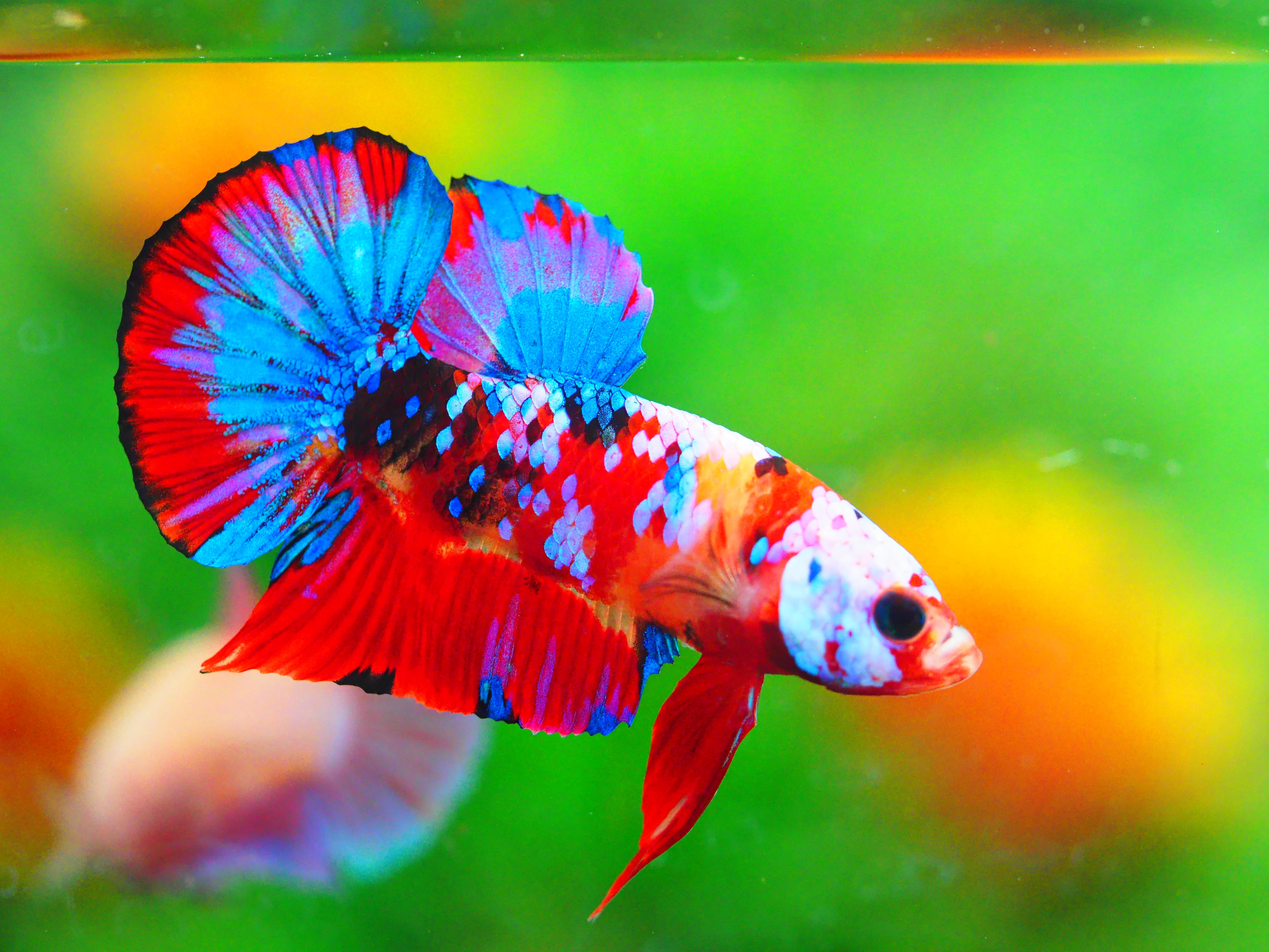 HMPK KOI GALAXY MALE GRADE A +++