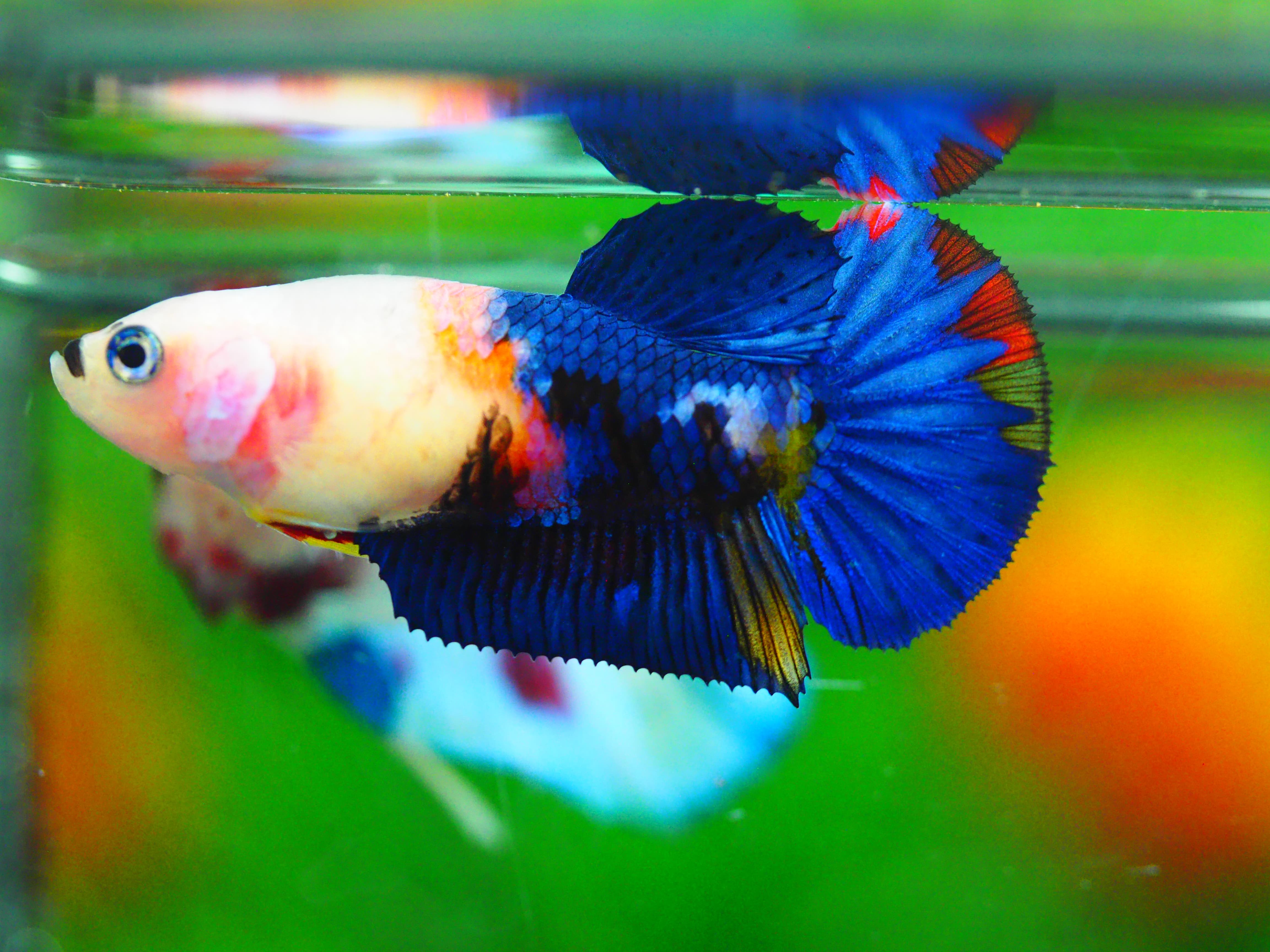 HMPK KOI GALAXY FNMALE GRADE A +++