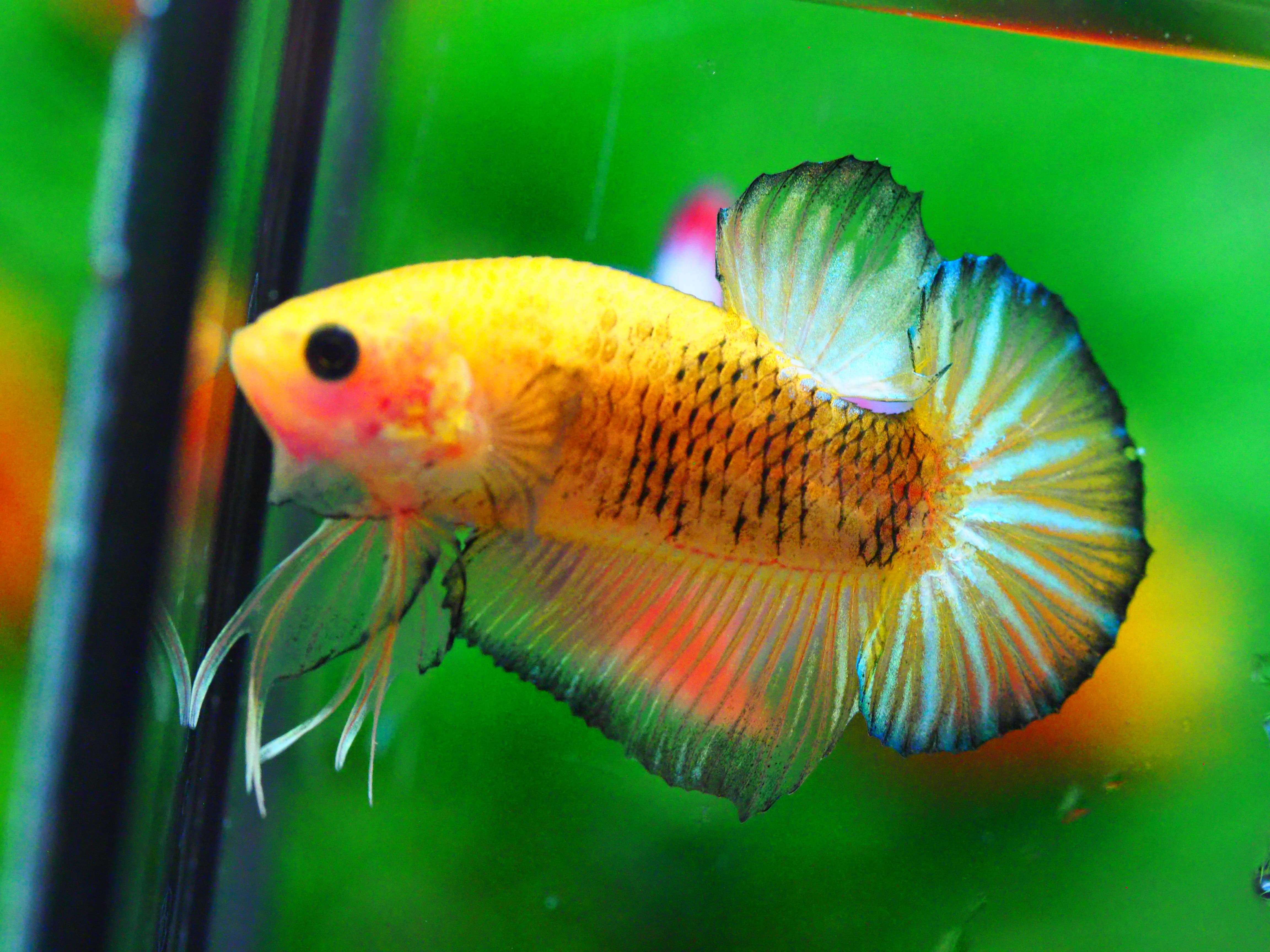 HMPK FANCY MALE GRADE A +++