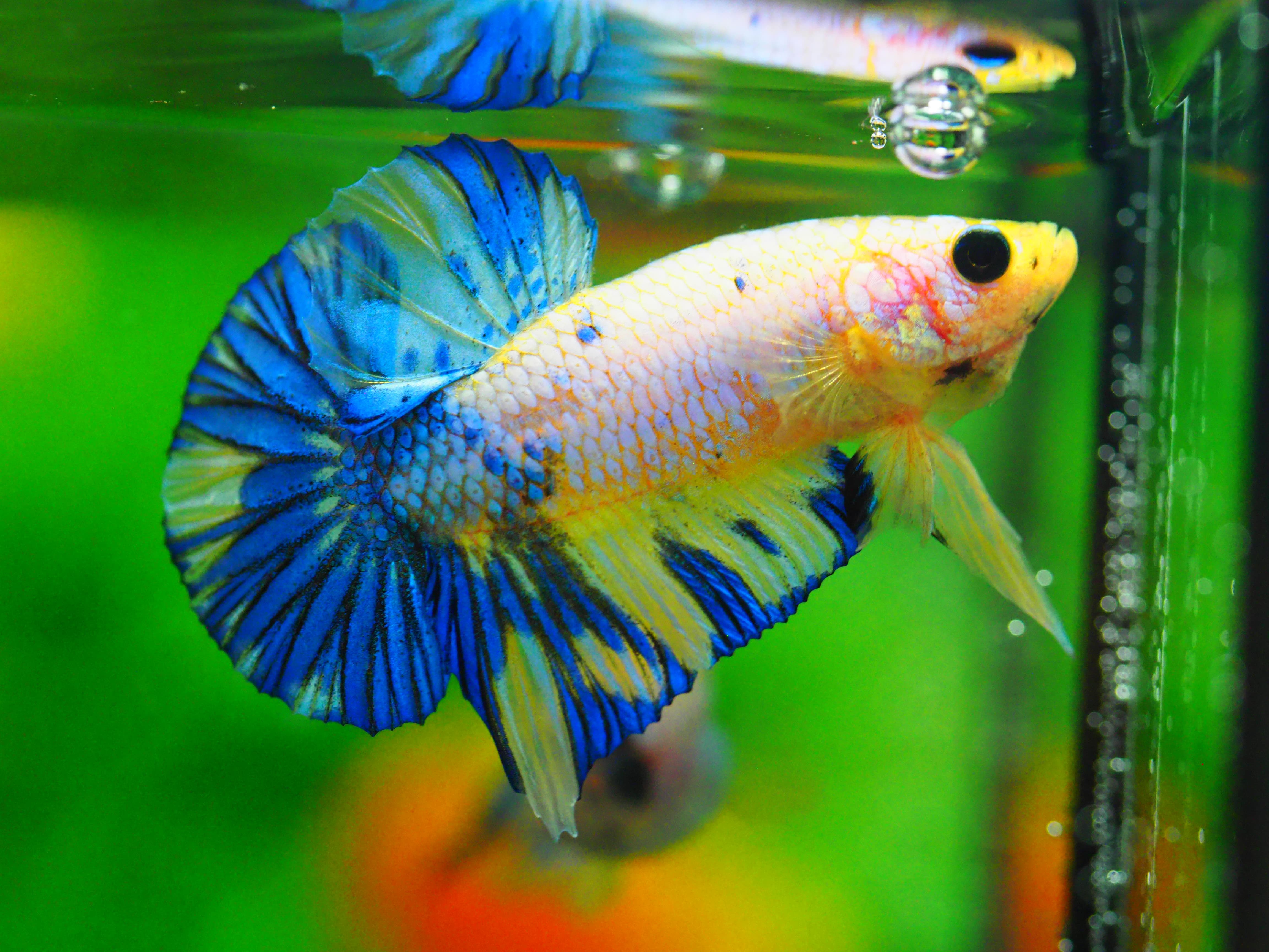 HMPK FANCY MALE GRADE A +++