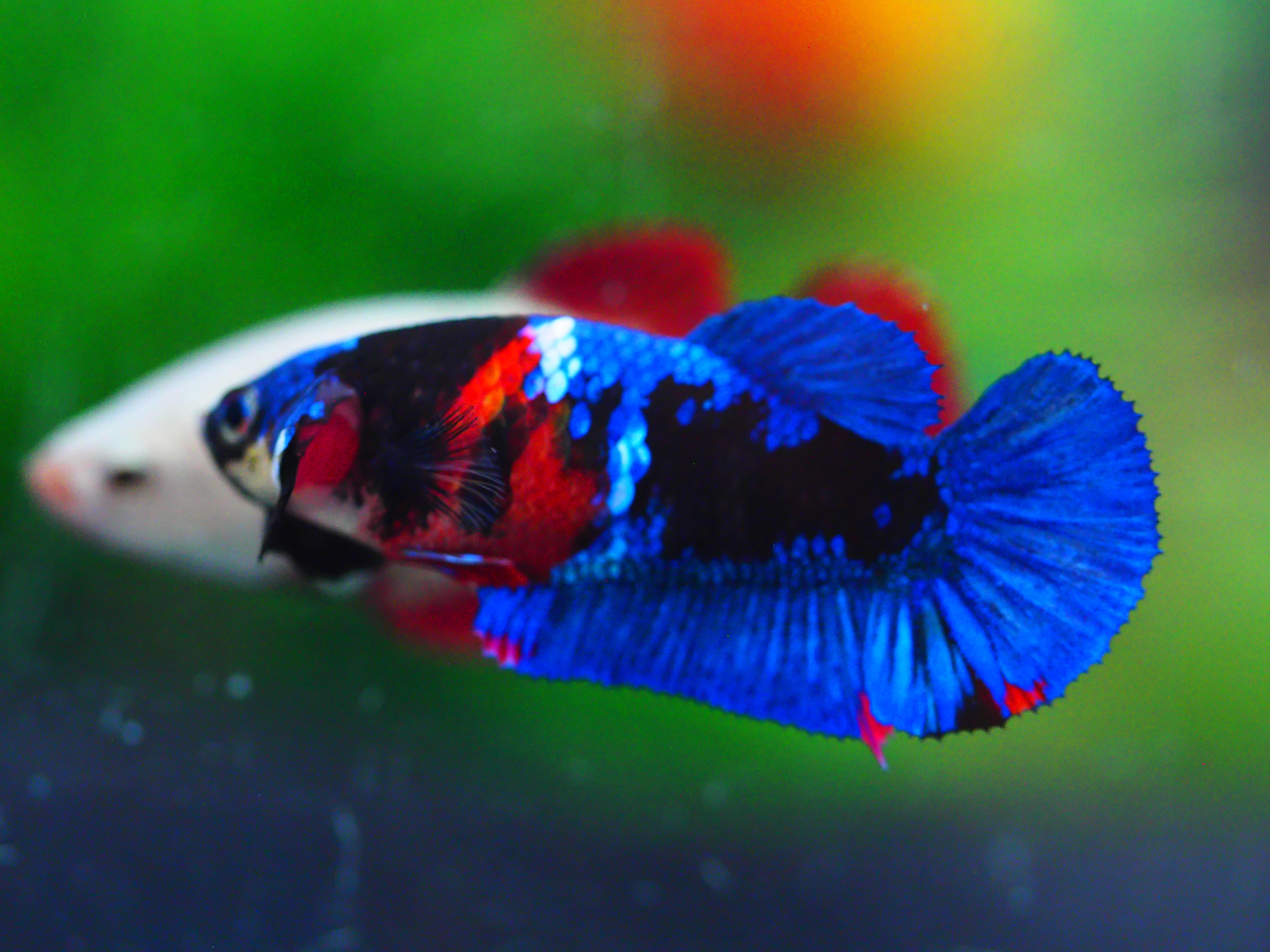 HMPK KOI GALAXY FEMALE GRADE A +++