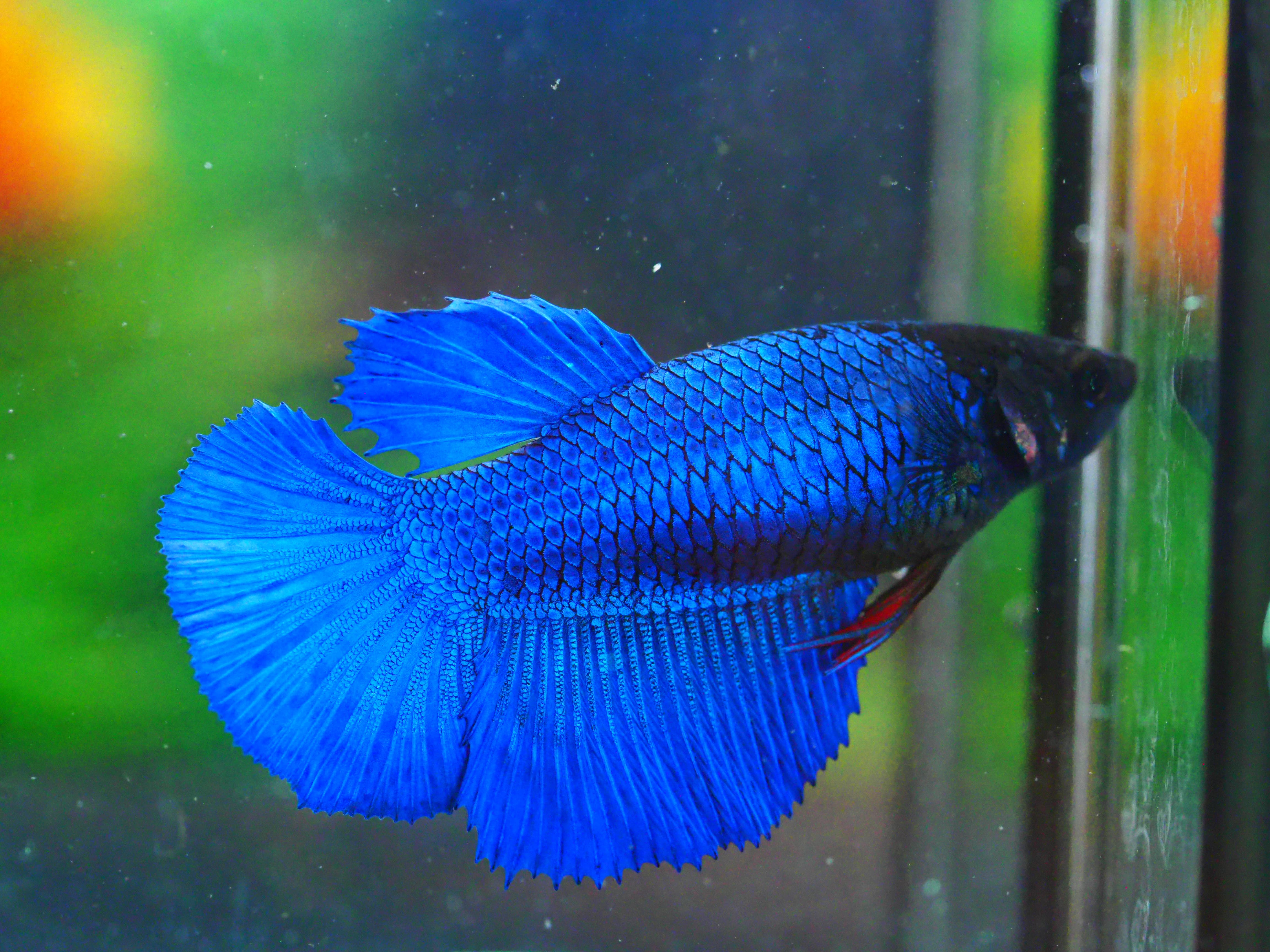 HM FANCY FNMALE GRADE A +++