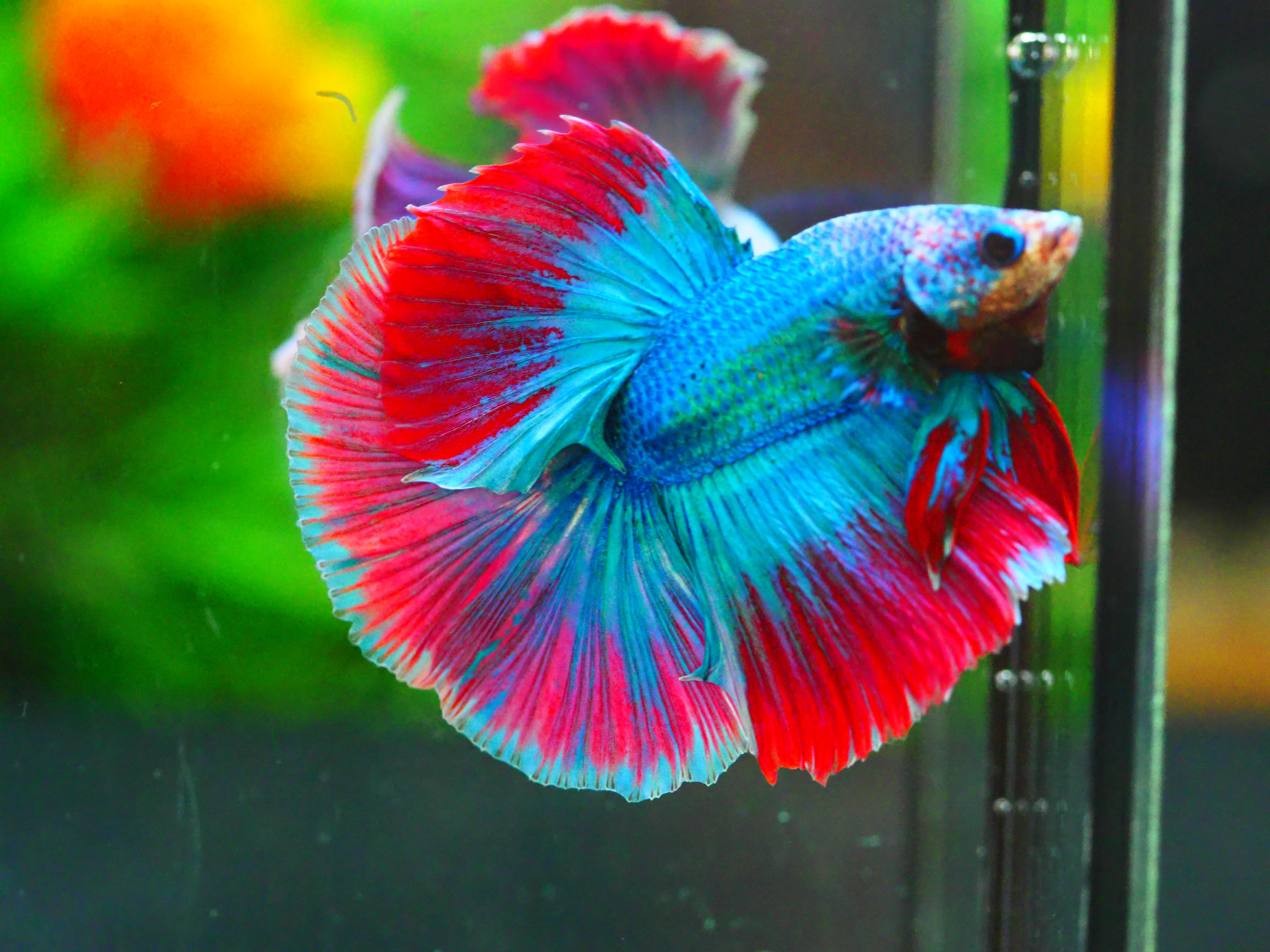 HM FANCY MALE GRADE A +++