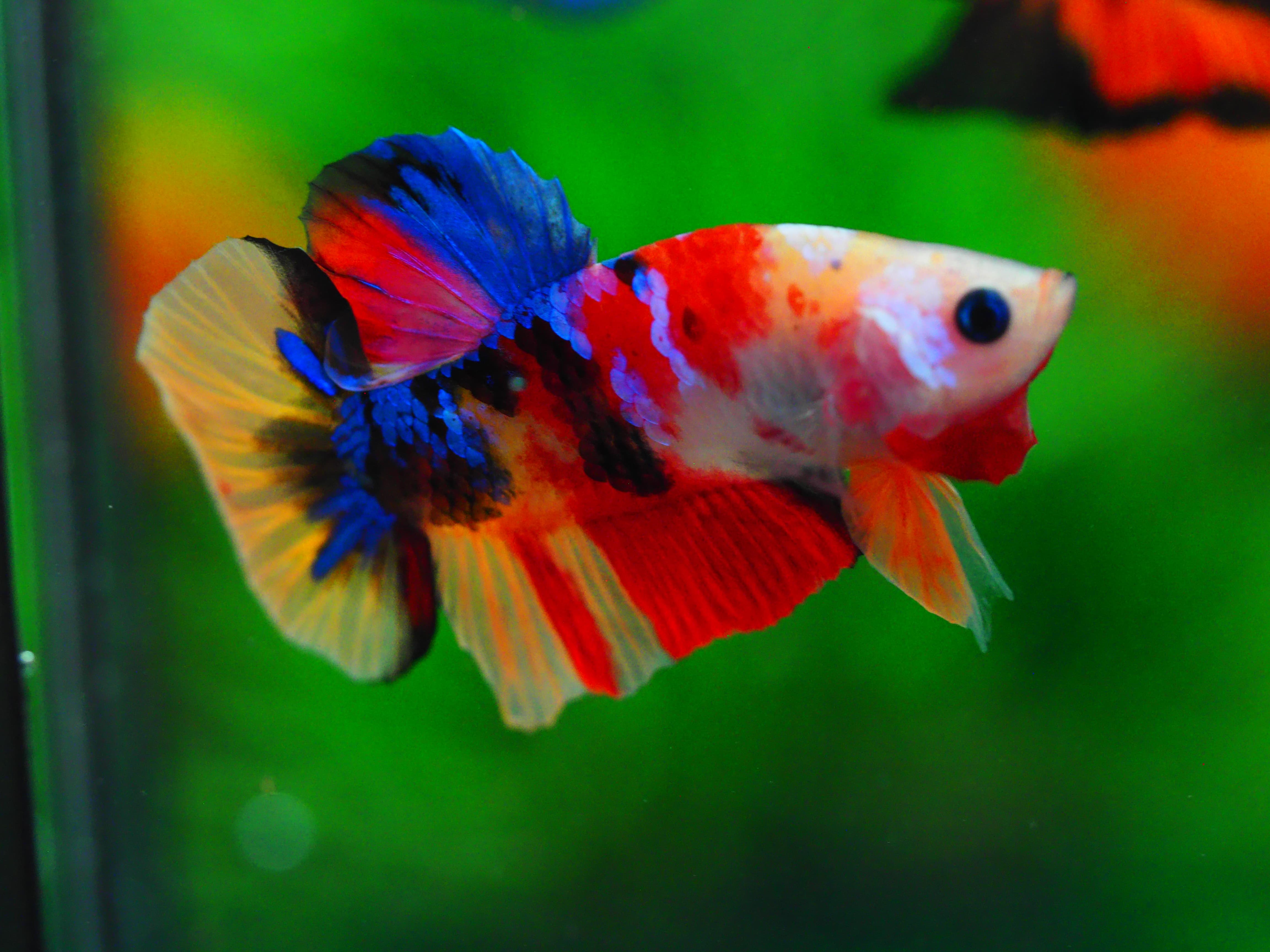 HMPK NEMO GALAXY MALE GRADE A++