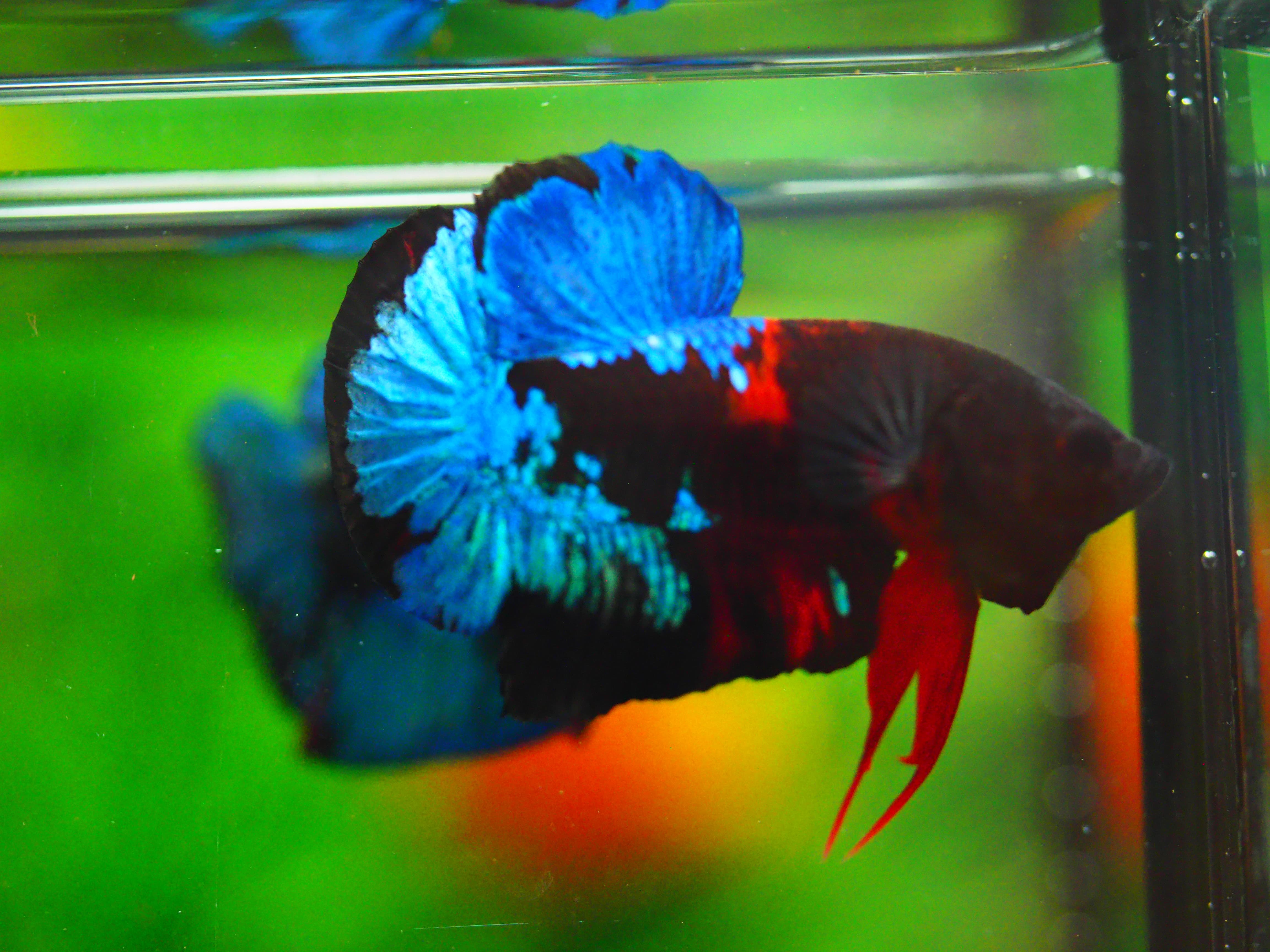 HMPK KOI GALAXY MALE GRADE A +++