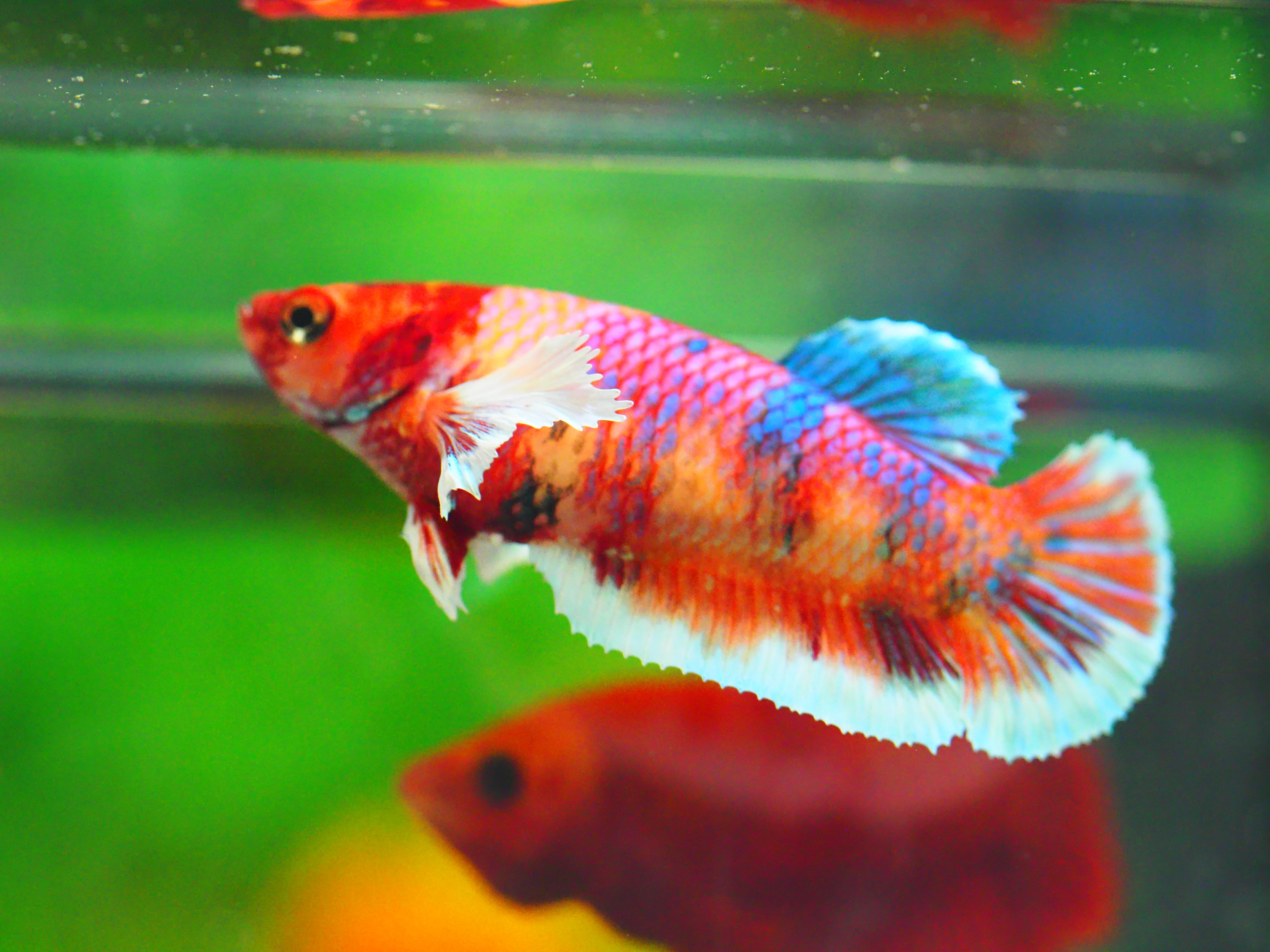 HMPK DUMBO FEMALE GRADE A +++