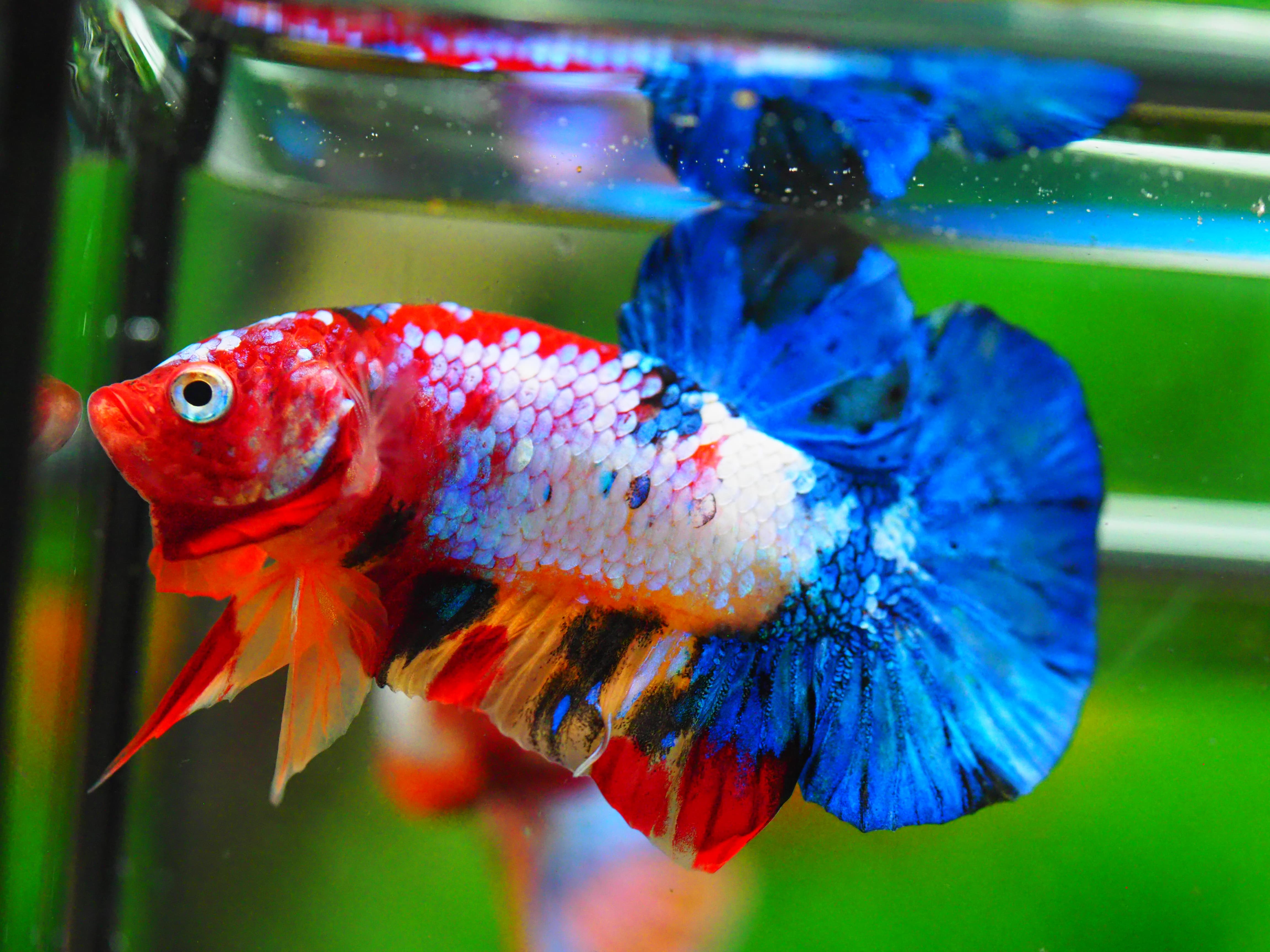 HMPK KOI GALAXY MALE GRADE A +++