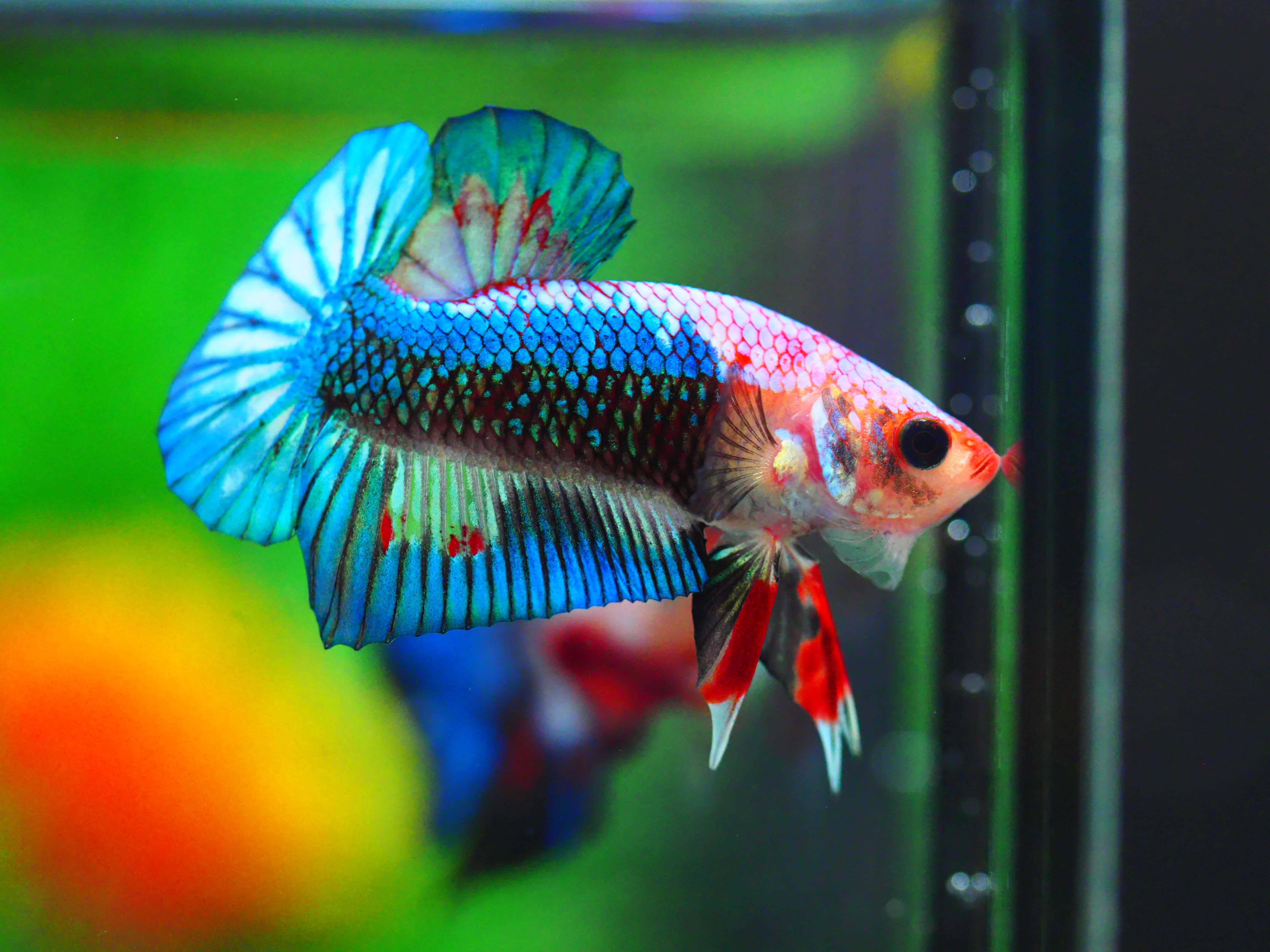 HMPK FANCY MALE GRADE A +++