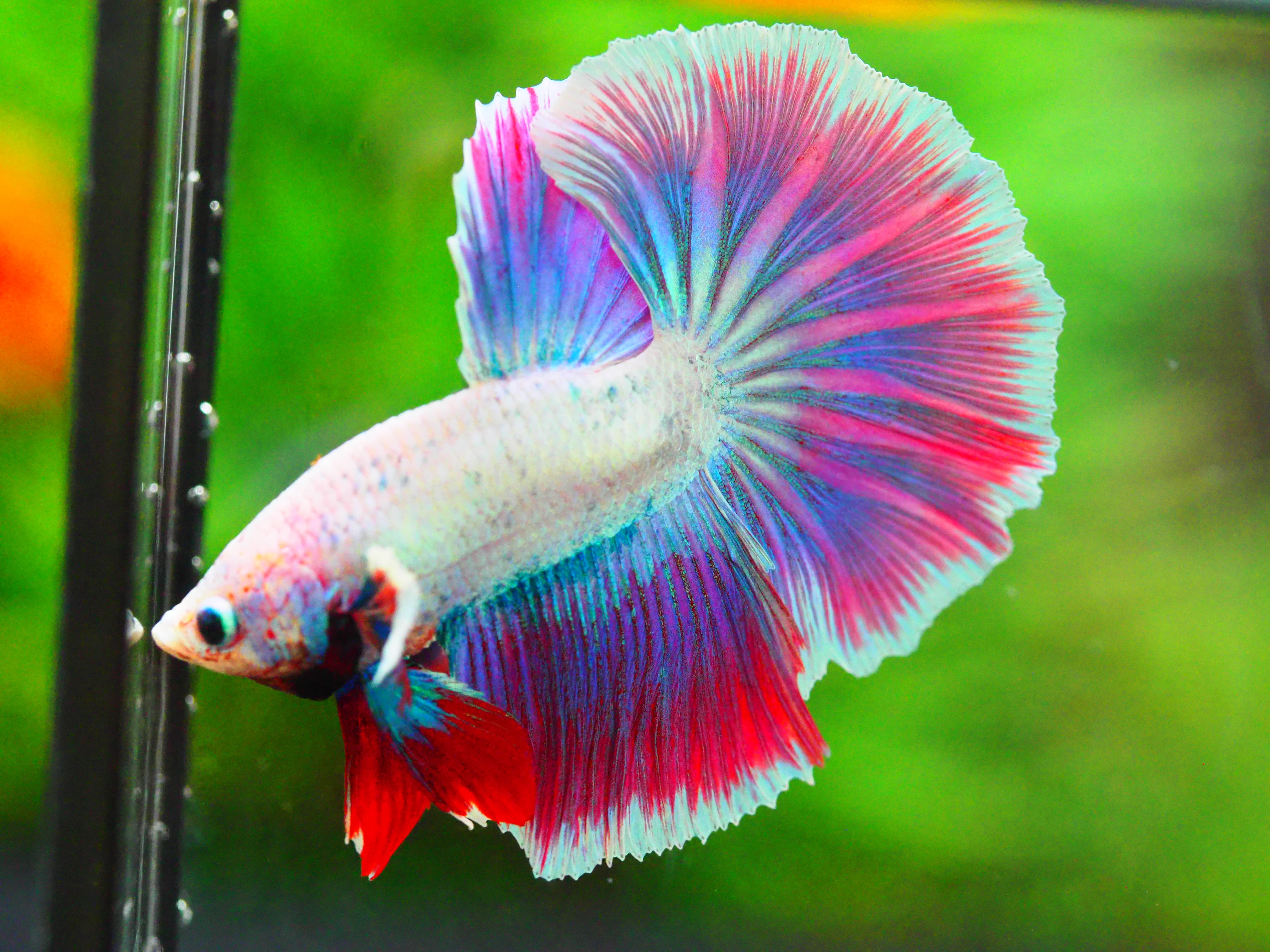 HM FANCY MALE GRADE A +++