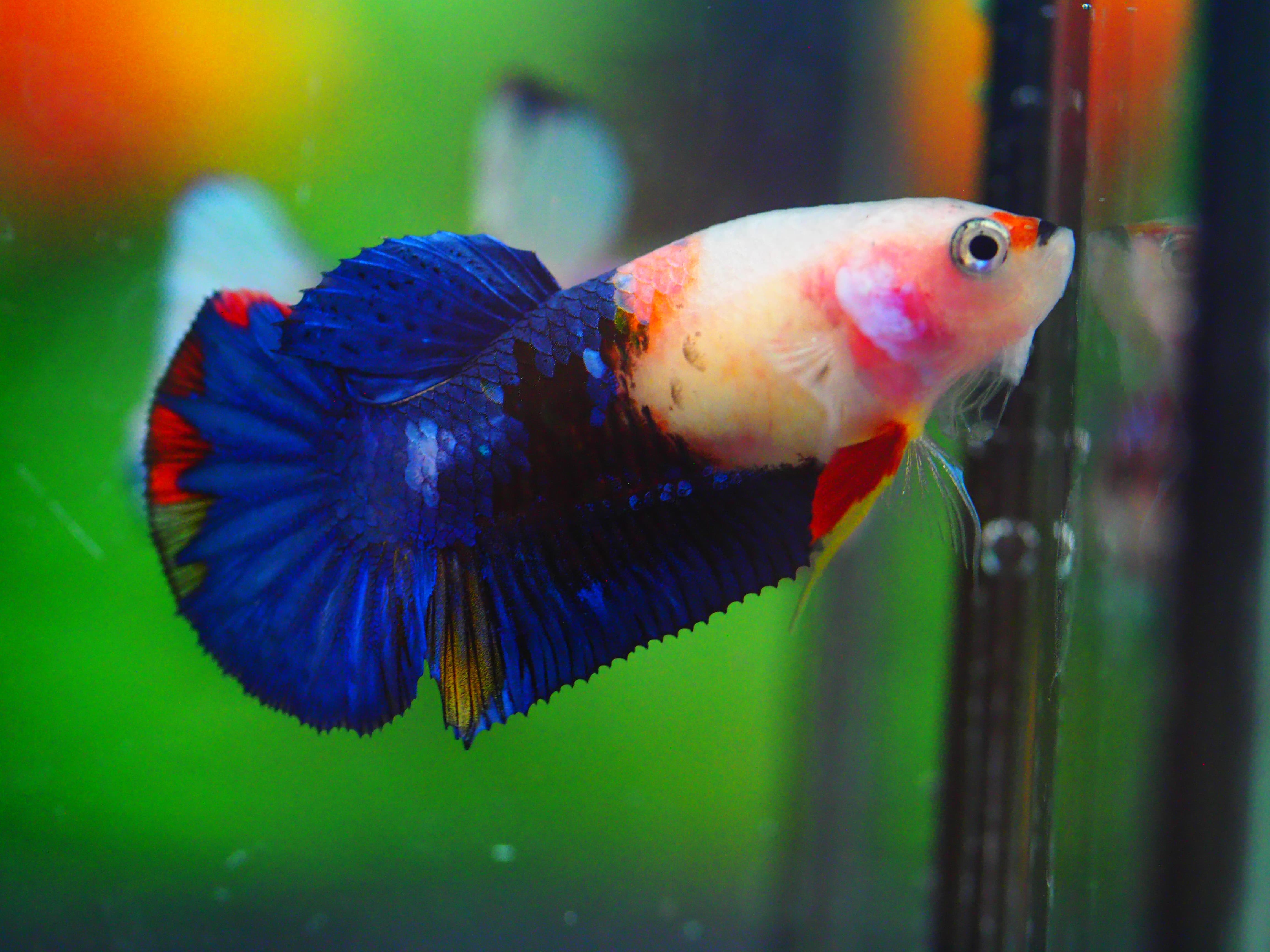 HMPK KOI GALAXY FNMALE GRADE A +++