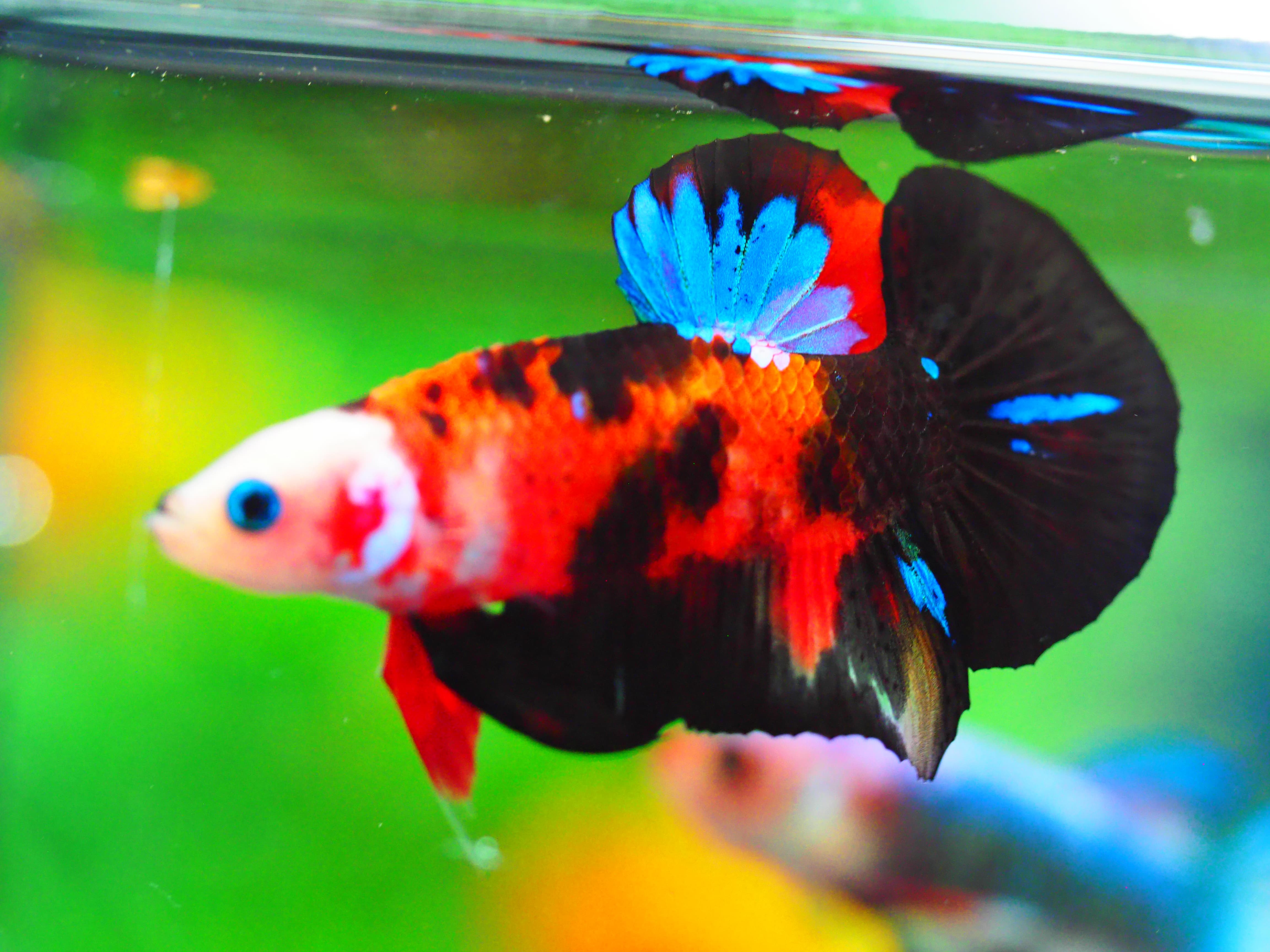 HMPK KOI GALAXY MALE GRADE A +++