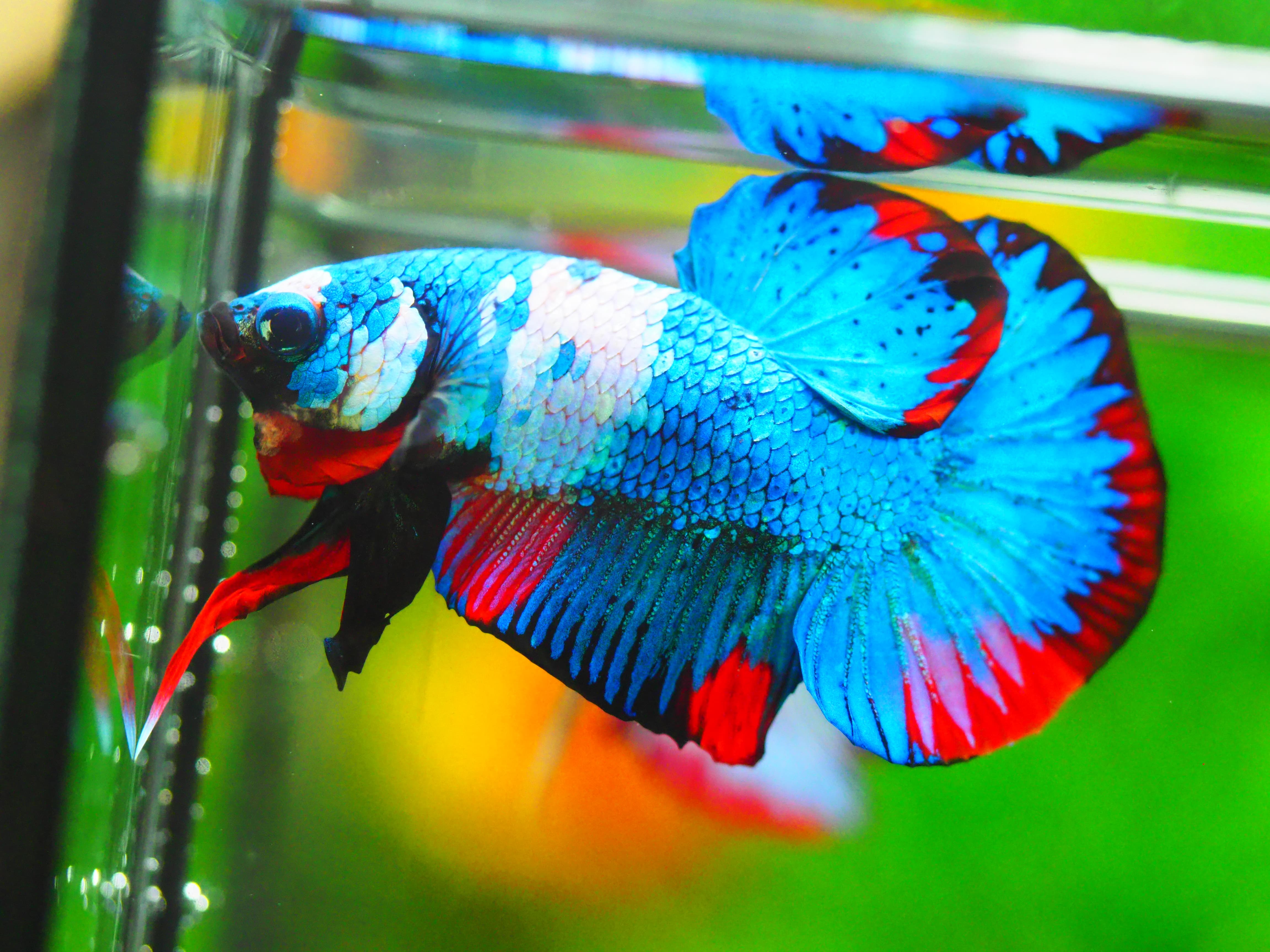 HMPK KOI GALAXY MALE GRADE A +++