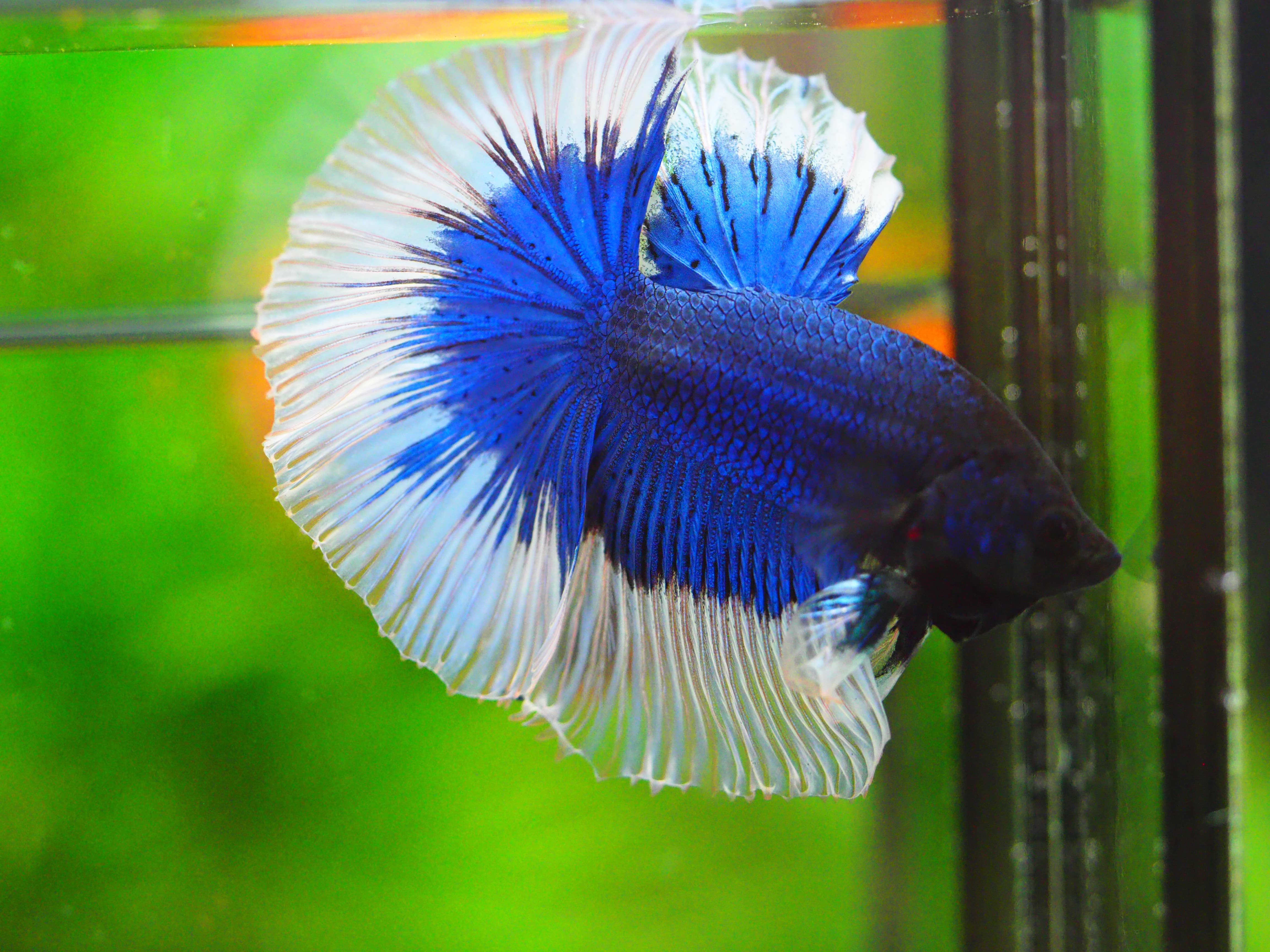 HM FANCY MALE GRADE A +++