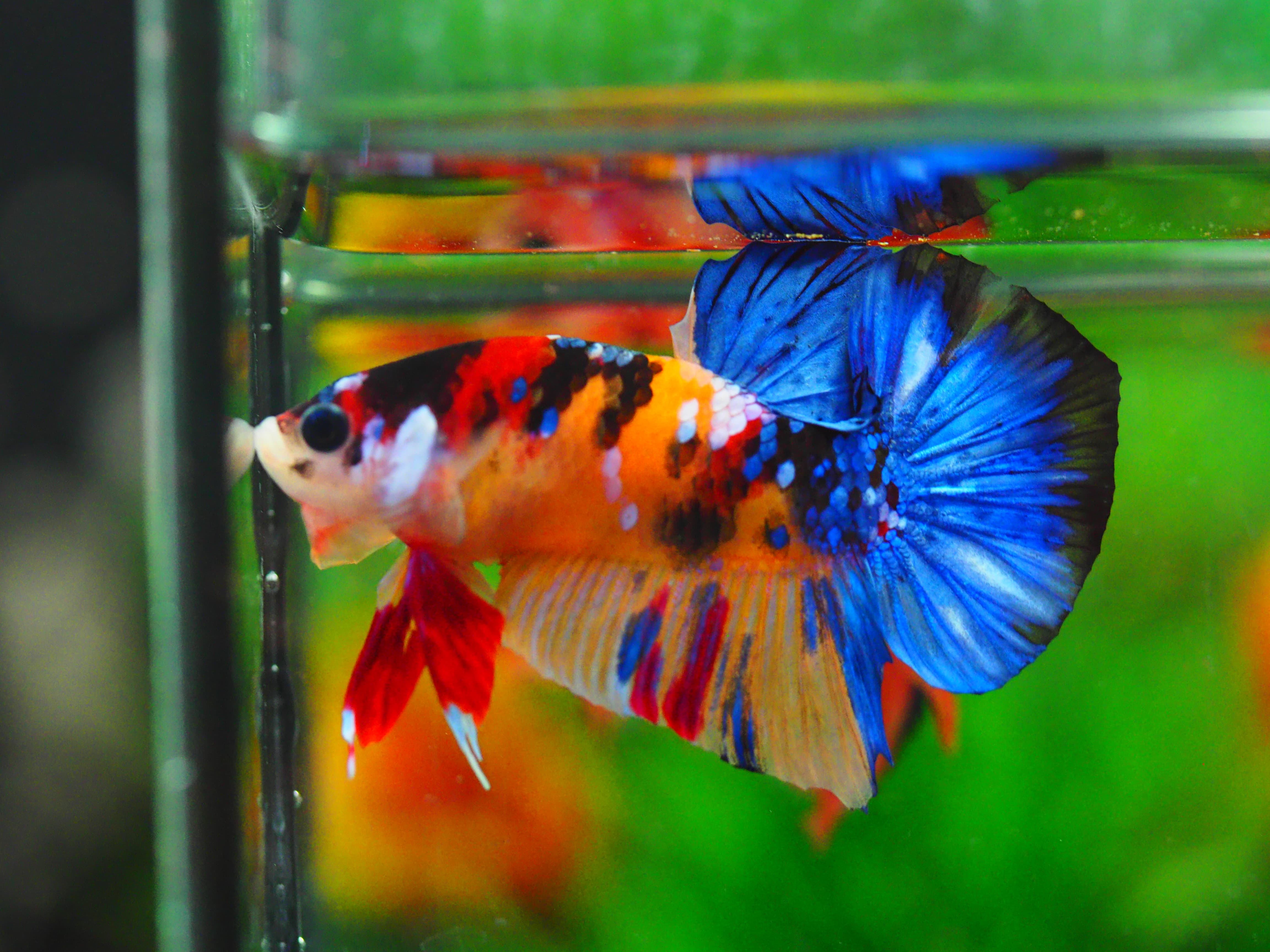 HMPK NEMO GALAXY MALE GRADE A+++