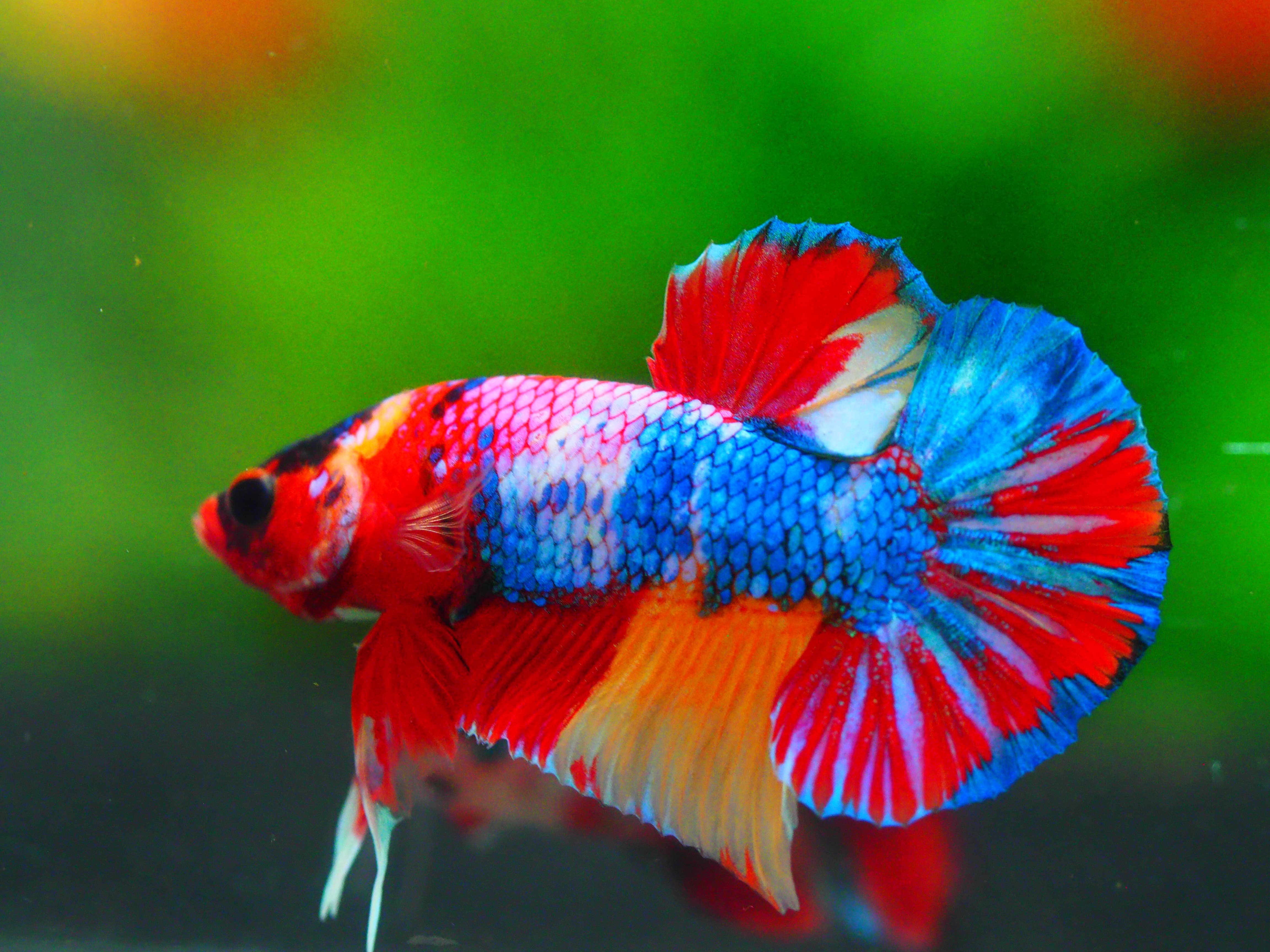 HMPK CANDY MALE GRADE A +++