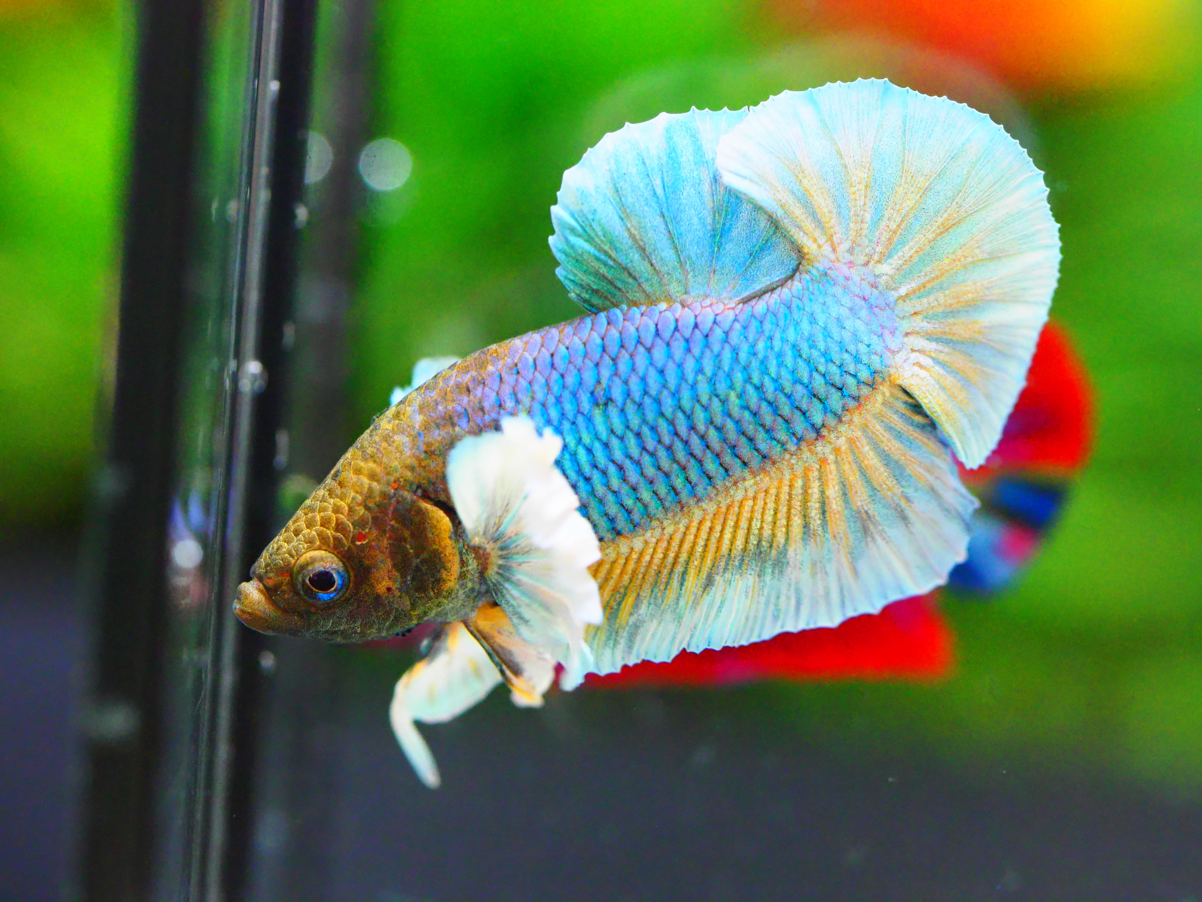 HMPK DUMBO MALE GRADE A +++