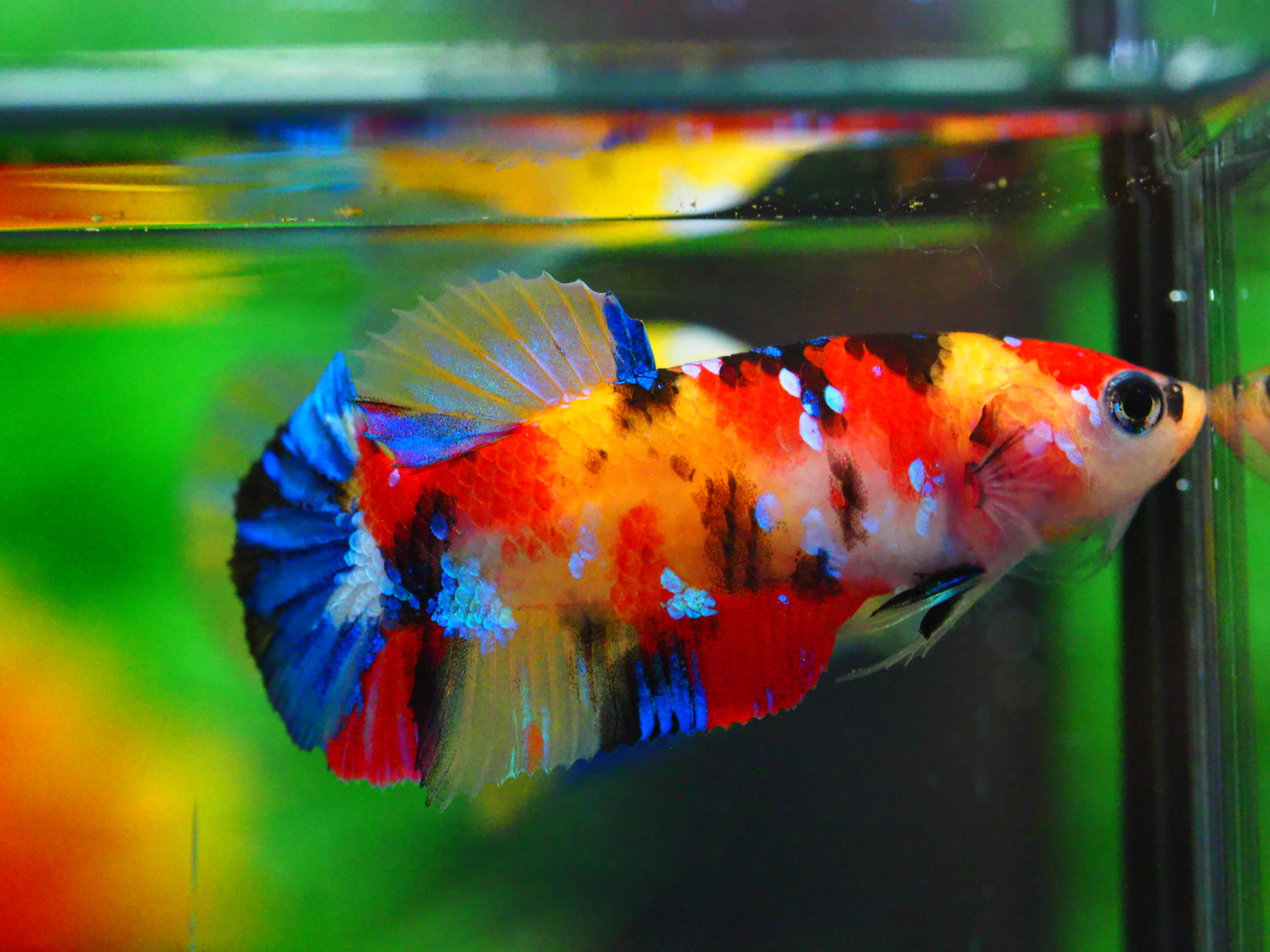 HMPK NEMO GALAXY FNMALE GRADE A +++