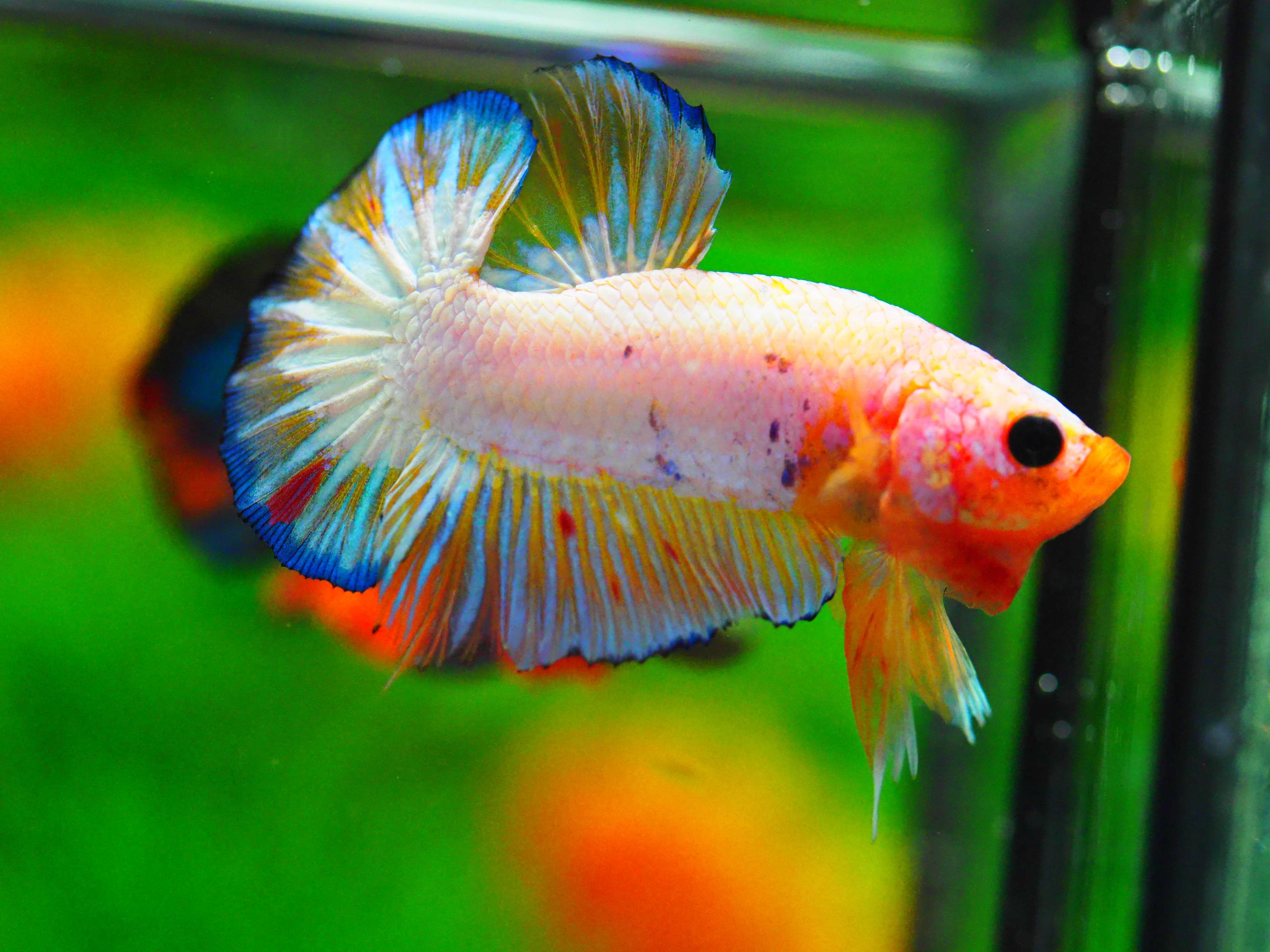 HMPK FANCY MALE GRADE A +++