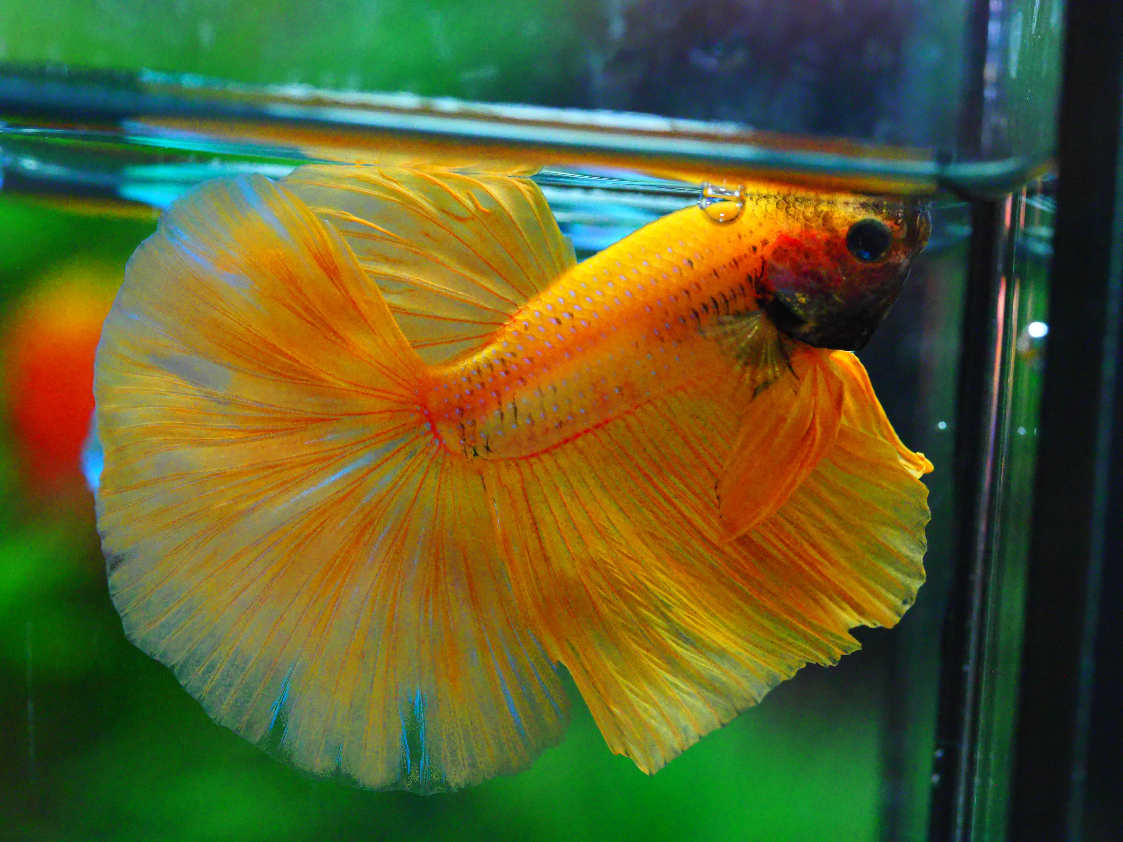 HM YELLOW MALE GRADE A +++