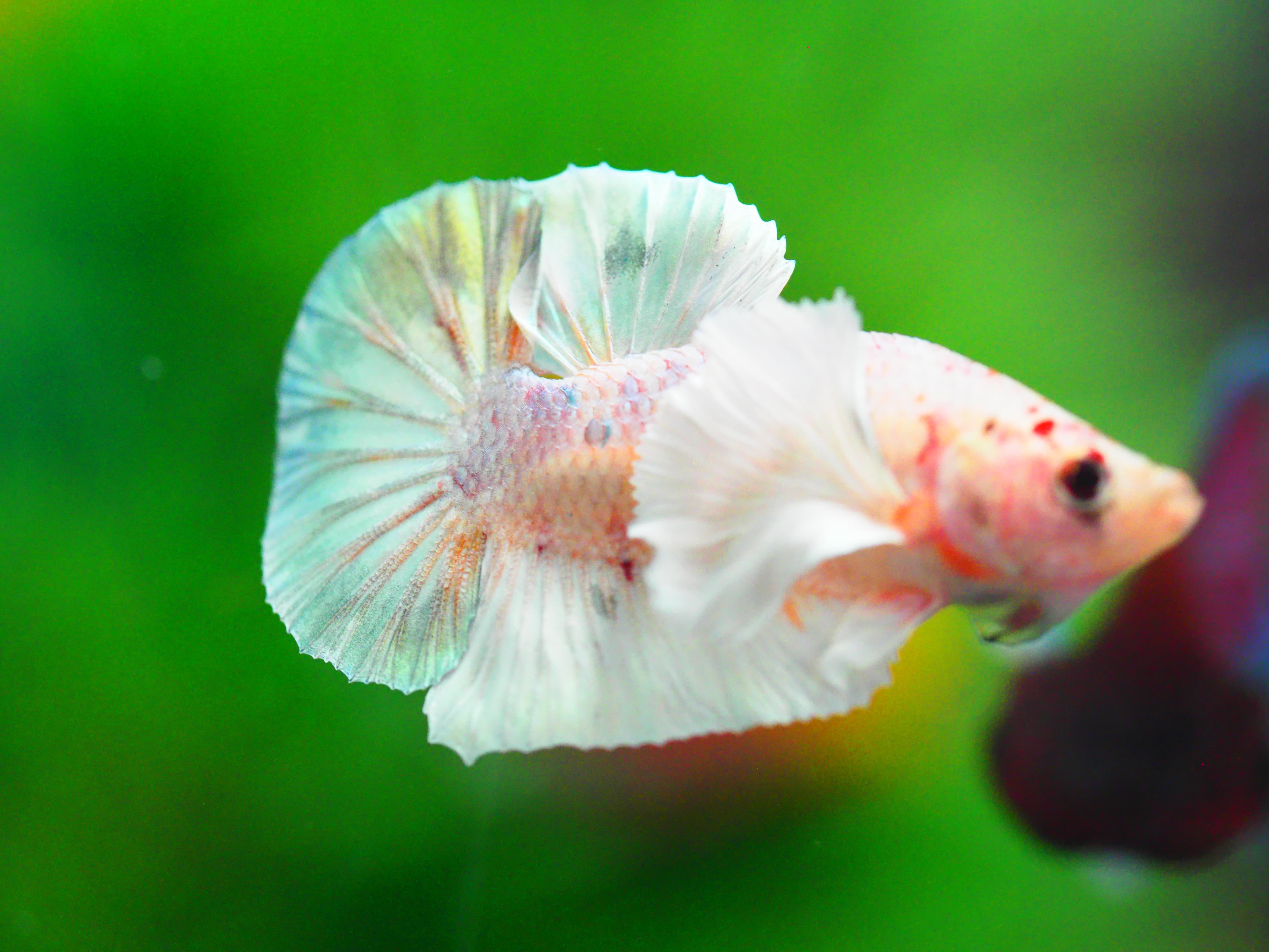 HMPK DUMBO MALE GRADE A +++