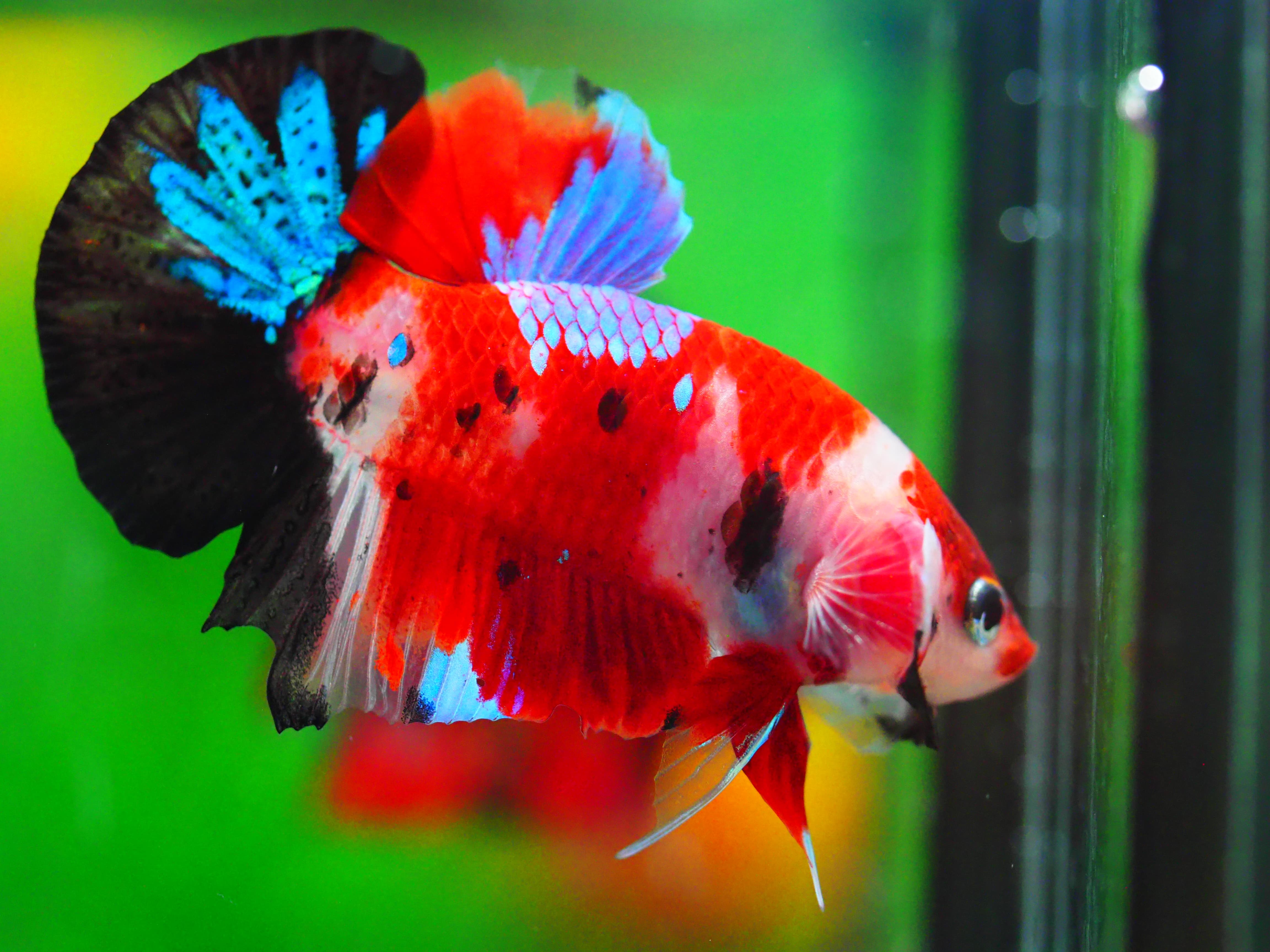 HMPK KOI GALAXY MALE GRADE A +++