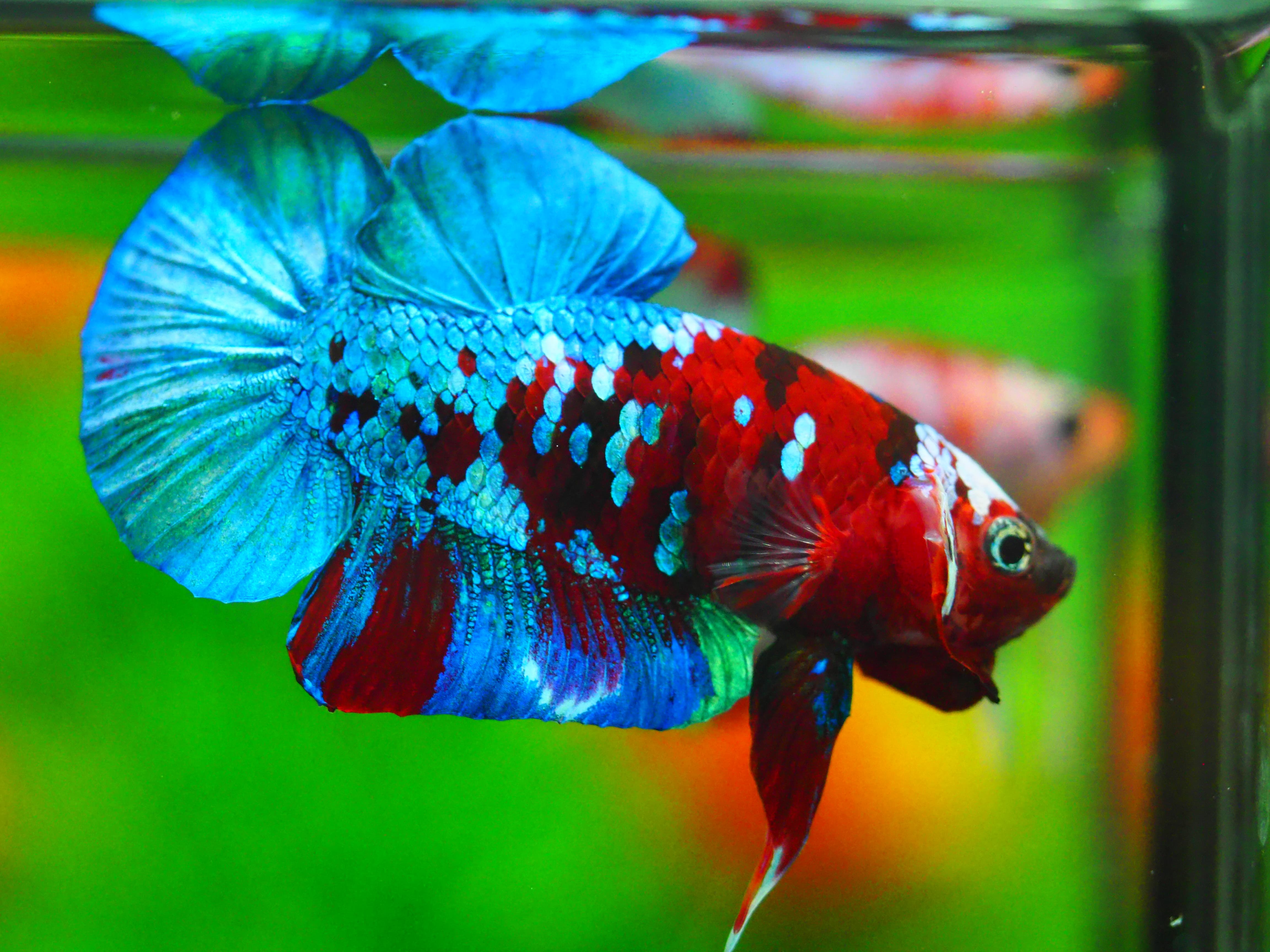 HMPK KOI GALAXY MALE GRADE A +++