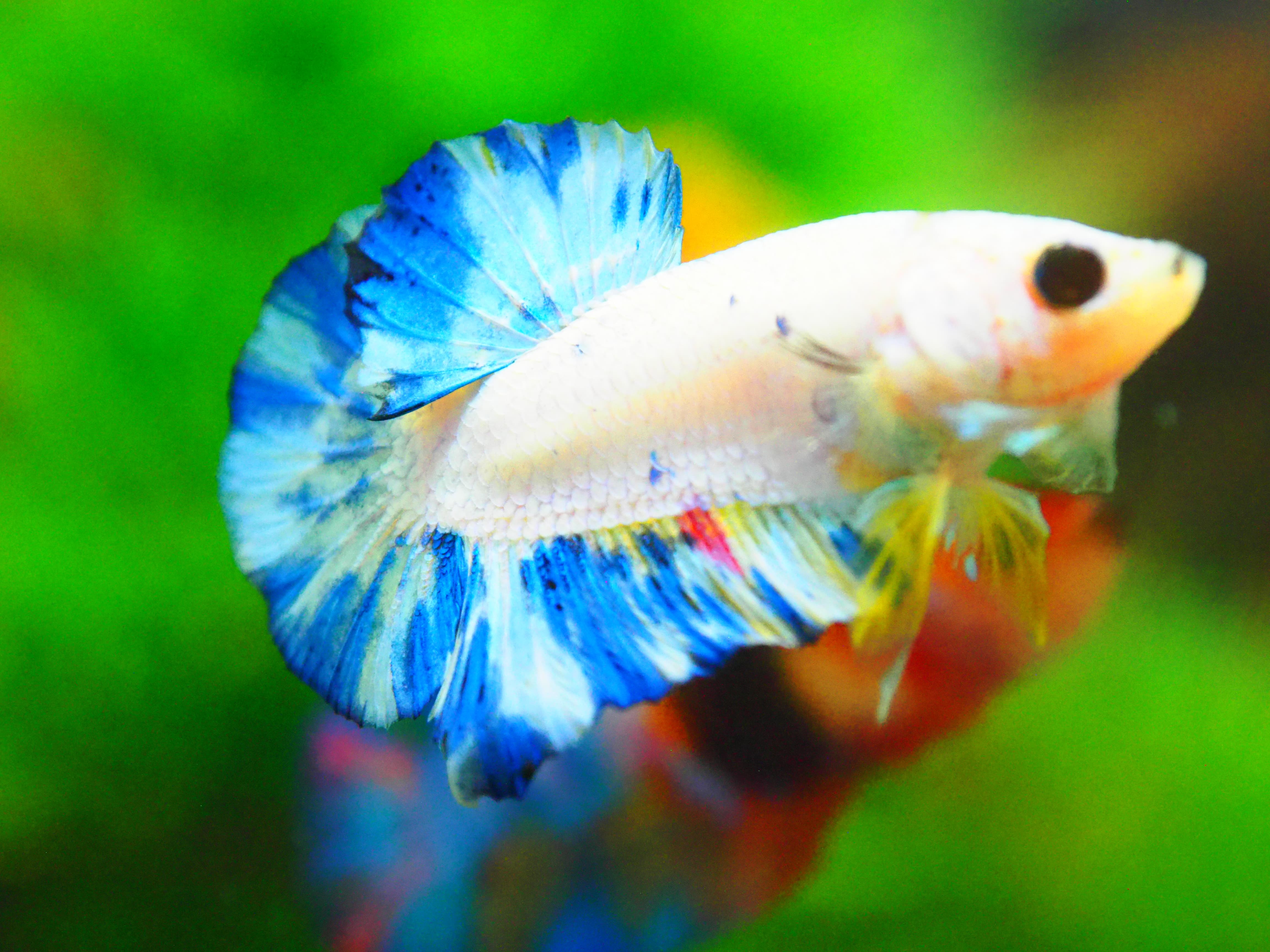 HMPK FANCY MALE GRADE A +++