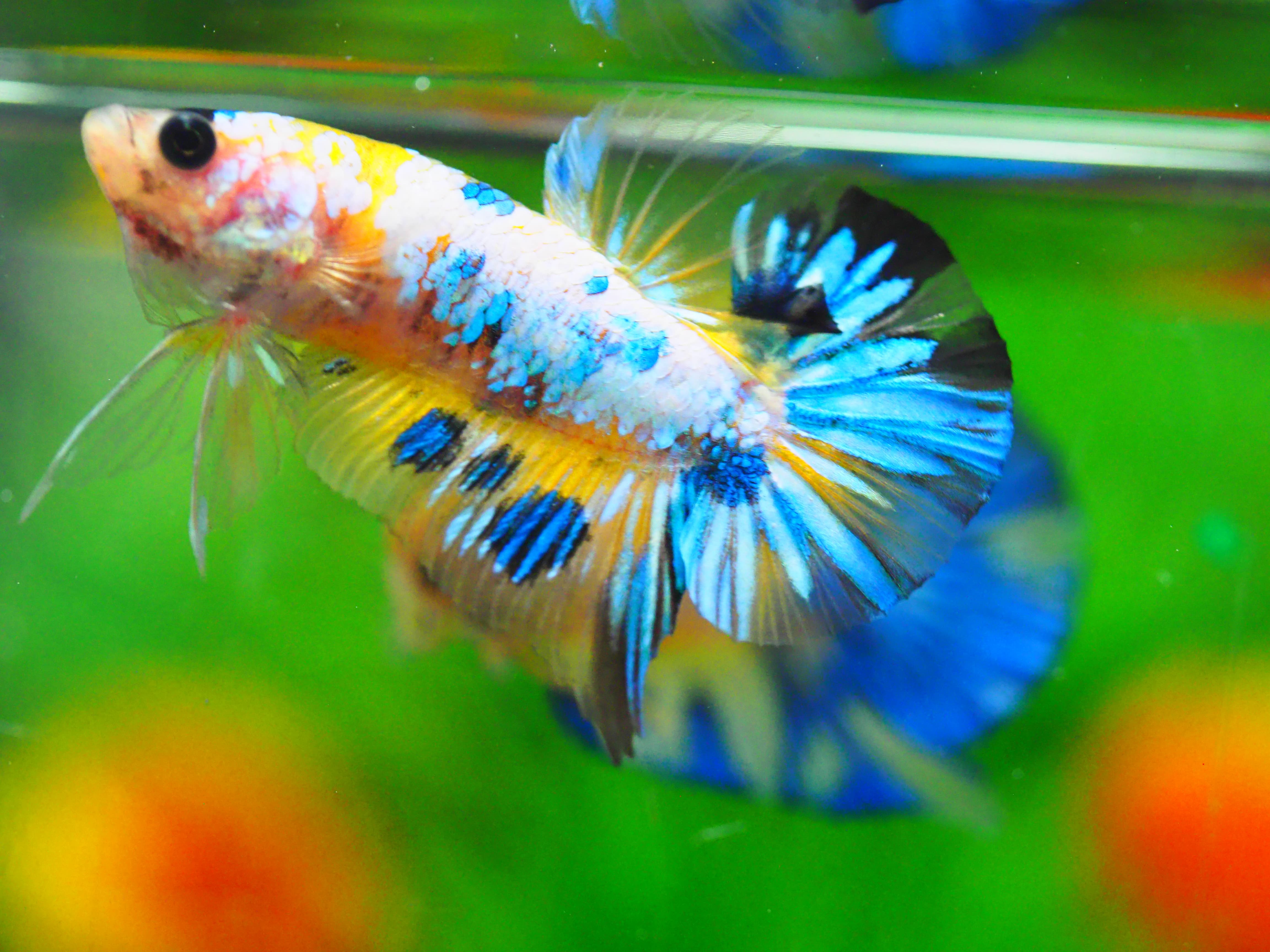 HMPK FANCY MALE GRADE A +++