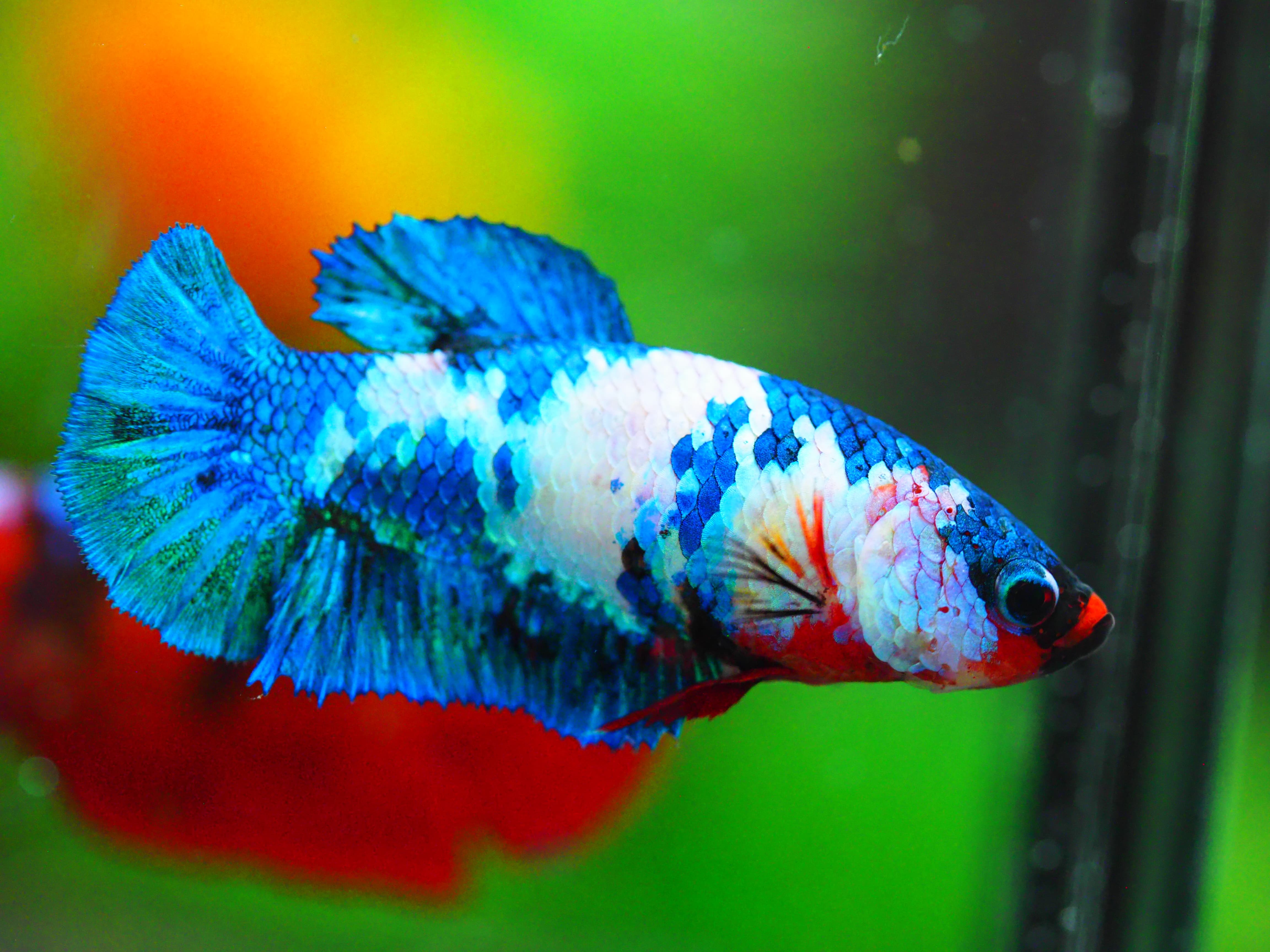 HMPK KOI FANCY FNMALE GRADE A +++