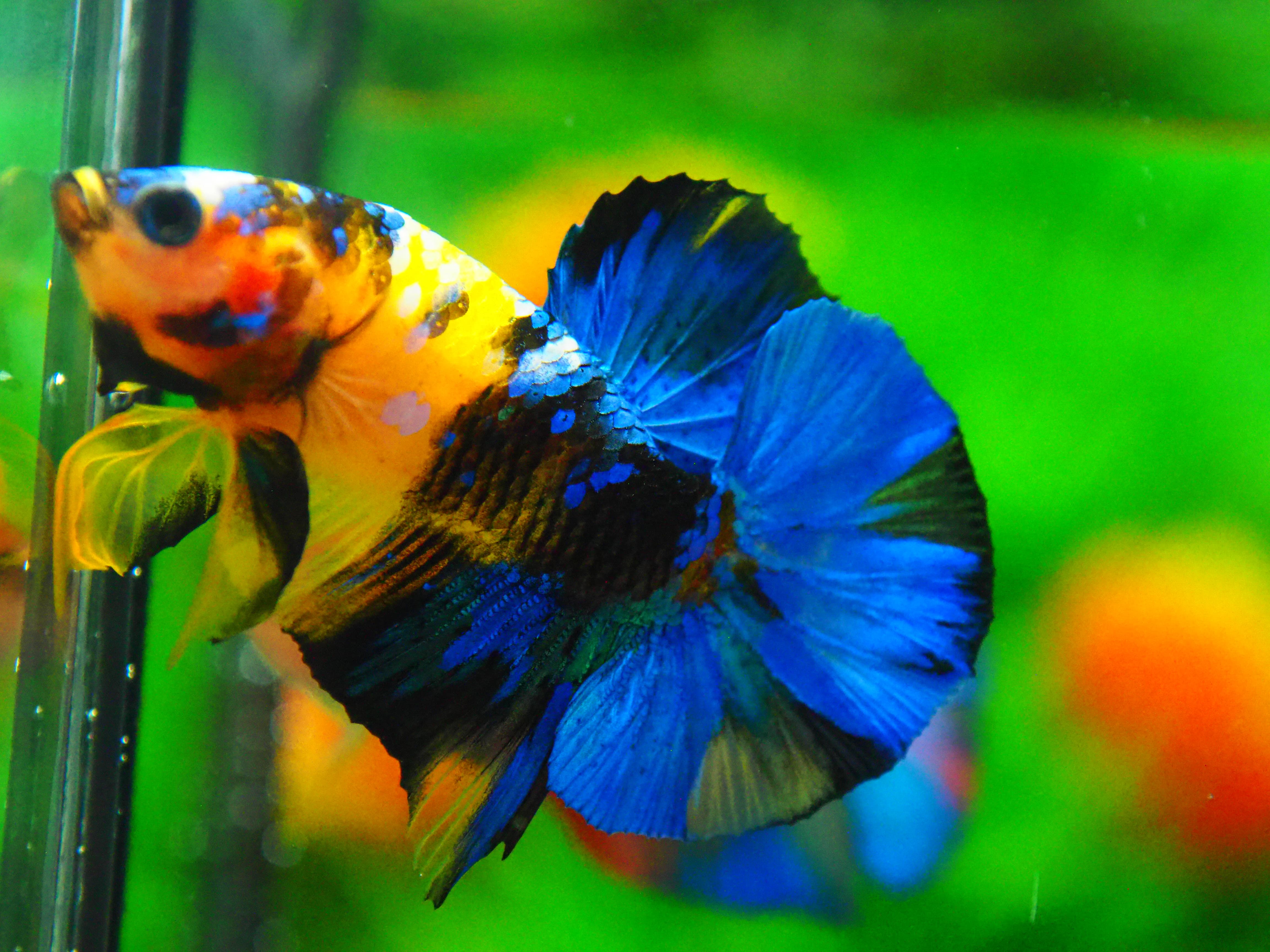 HMPK KOI YELLOW FN MALE GRADE A +++