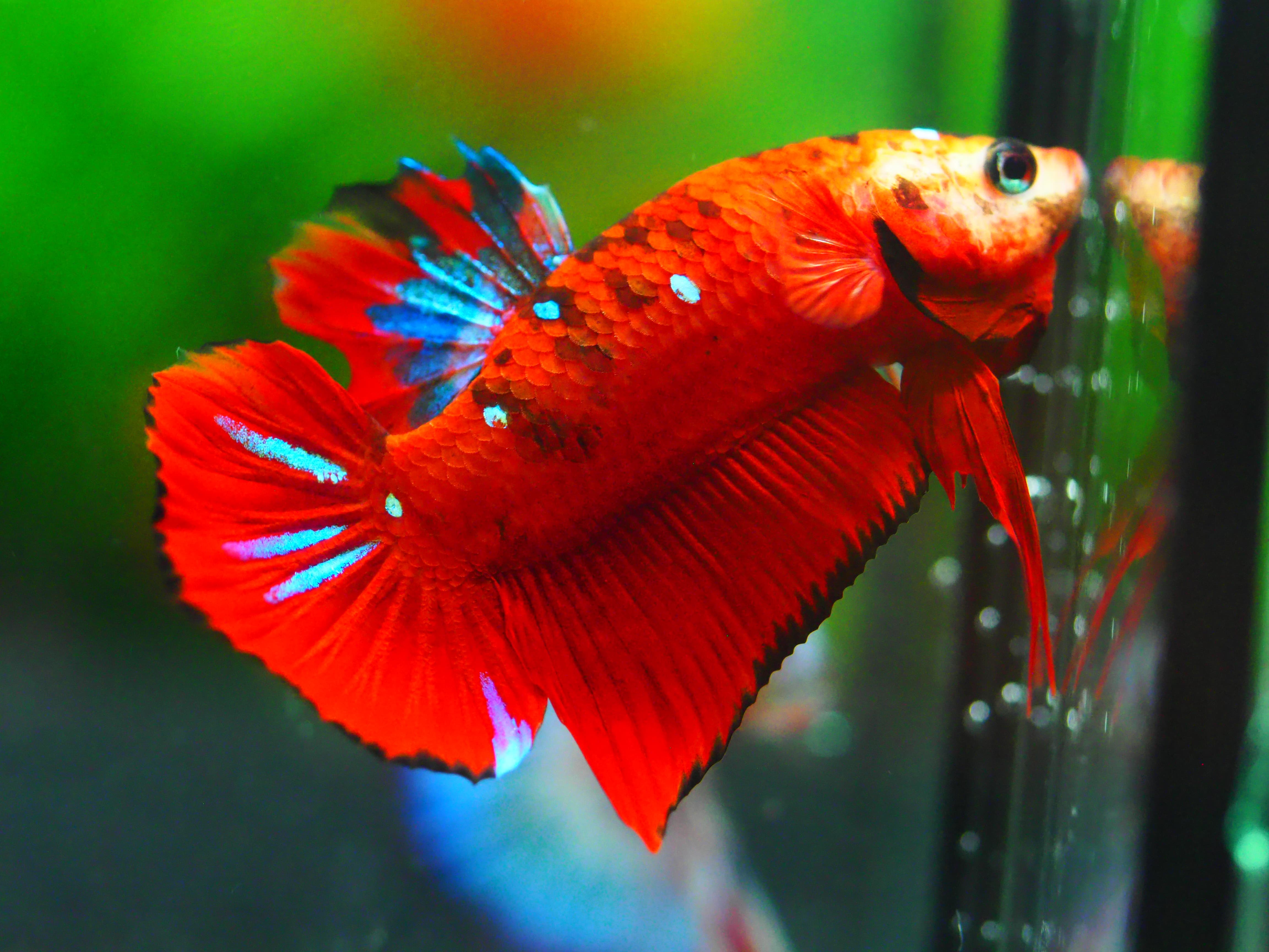 HMPK KOI GALAXY MALE GRADE A +++