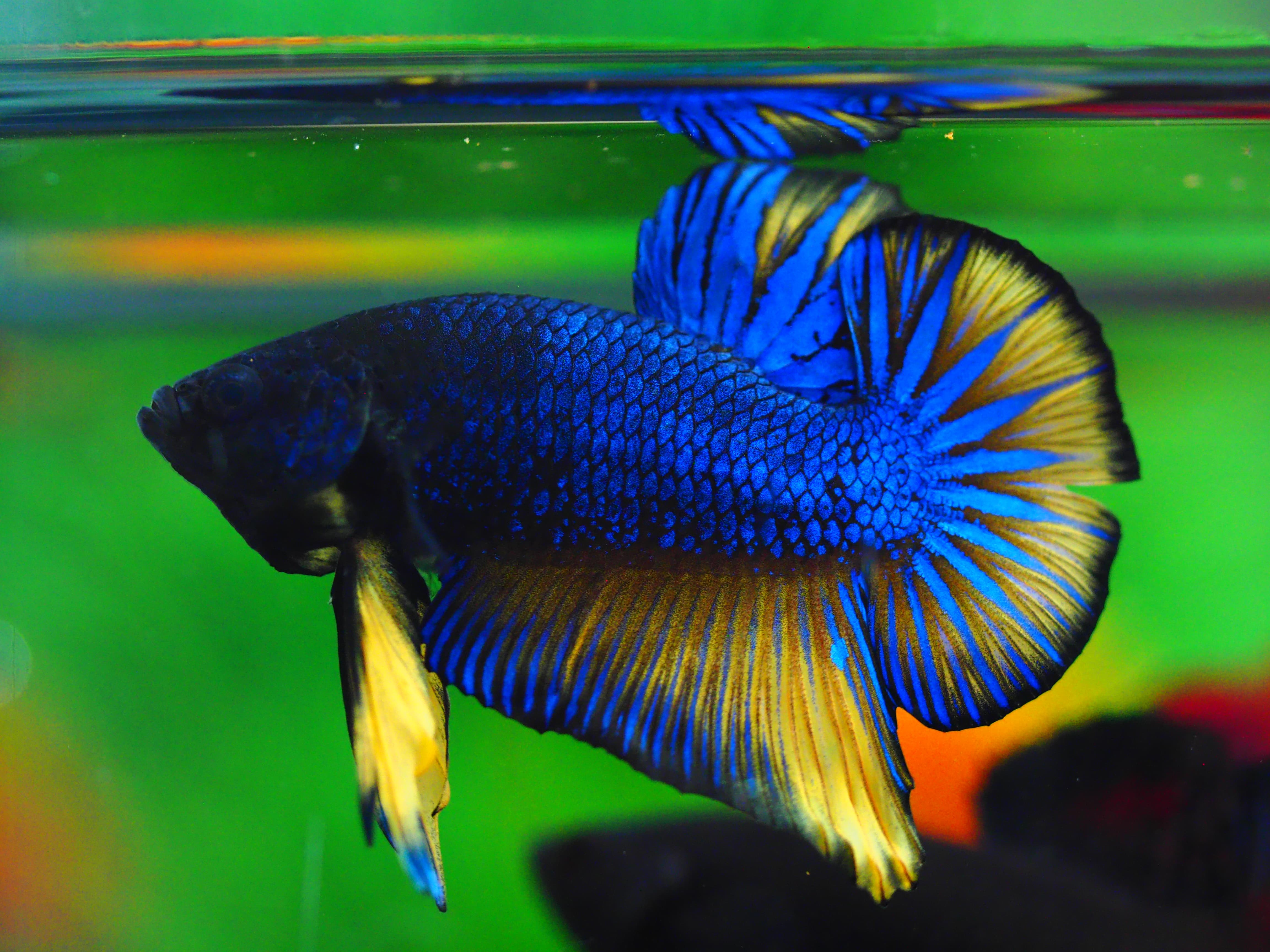 HMPK FANCY MALE GRADE A++